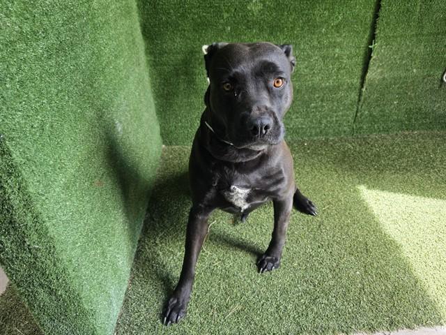 Enlarge ESME, a Adoptable Pit Bull Terrier in Lancaster, CA image 1/1