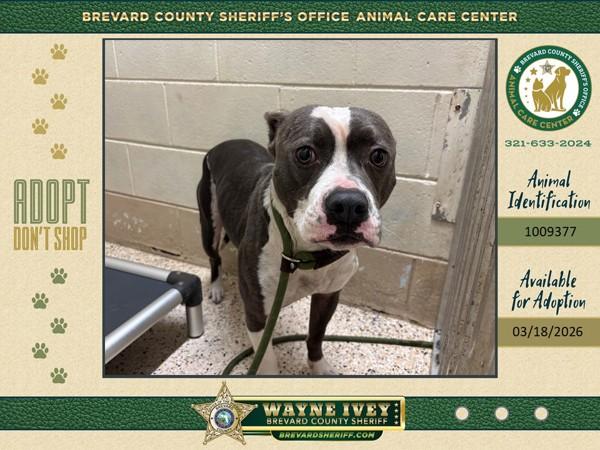 Enlarge Shamrock Shake, a Adoptable mixed breed in Melbourne, FL image 2/2