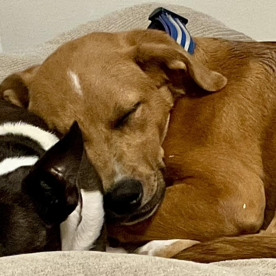 Enlarge Skye aka Renee, a Adoptable mixed breed in NY, NY image 6/6