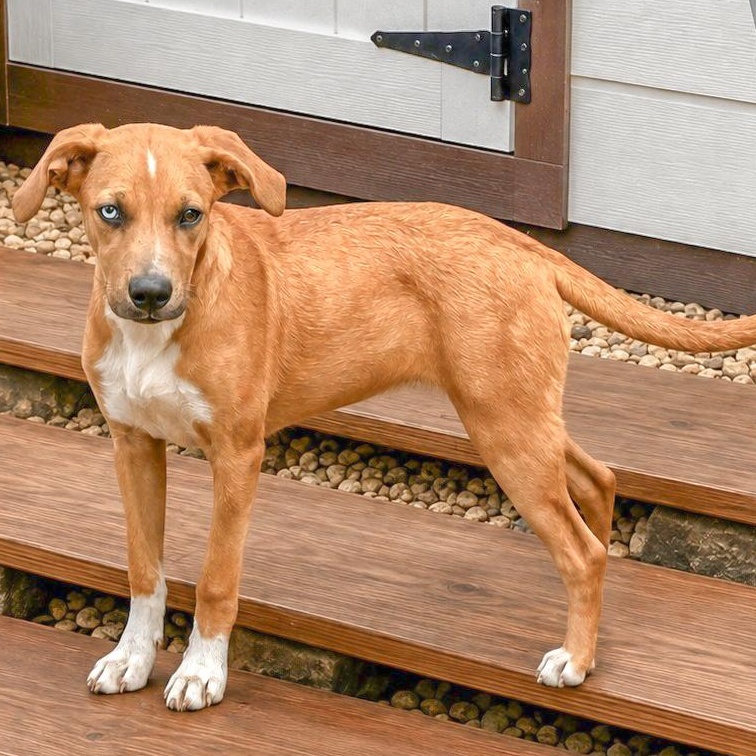Skye aka Renee, Adoptable, Puppy Female Catahoula Leopard Dog & Black Mouth Cur.