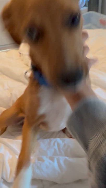Enlarge Skye aka Renee, a Adoptable mixed breed in NY, NY video 5/6