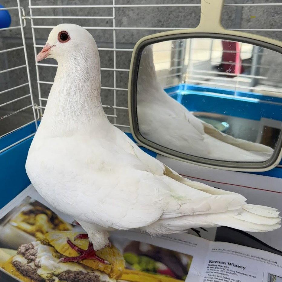 Shortcake, Adoptable, Adult Male Pigeon.
