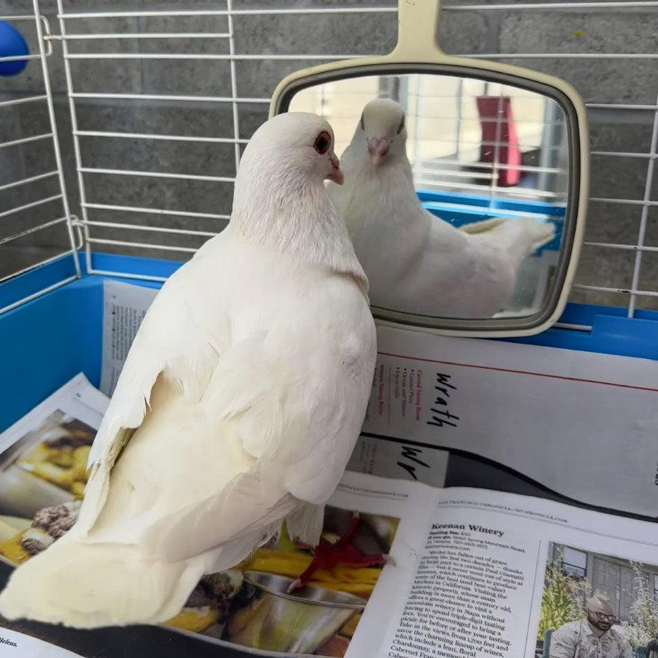Enlarge Shortcake, a Adoptable Pigeon in Burlingame, CA image 2/2