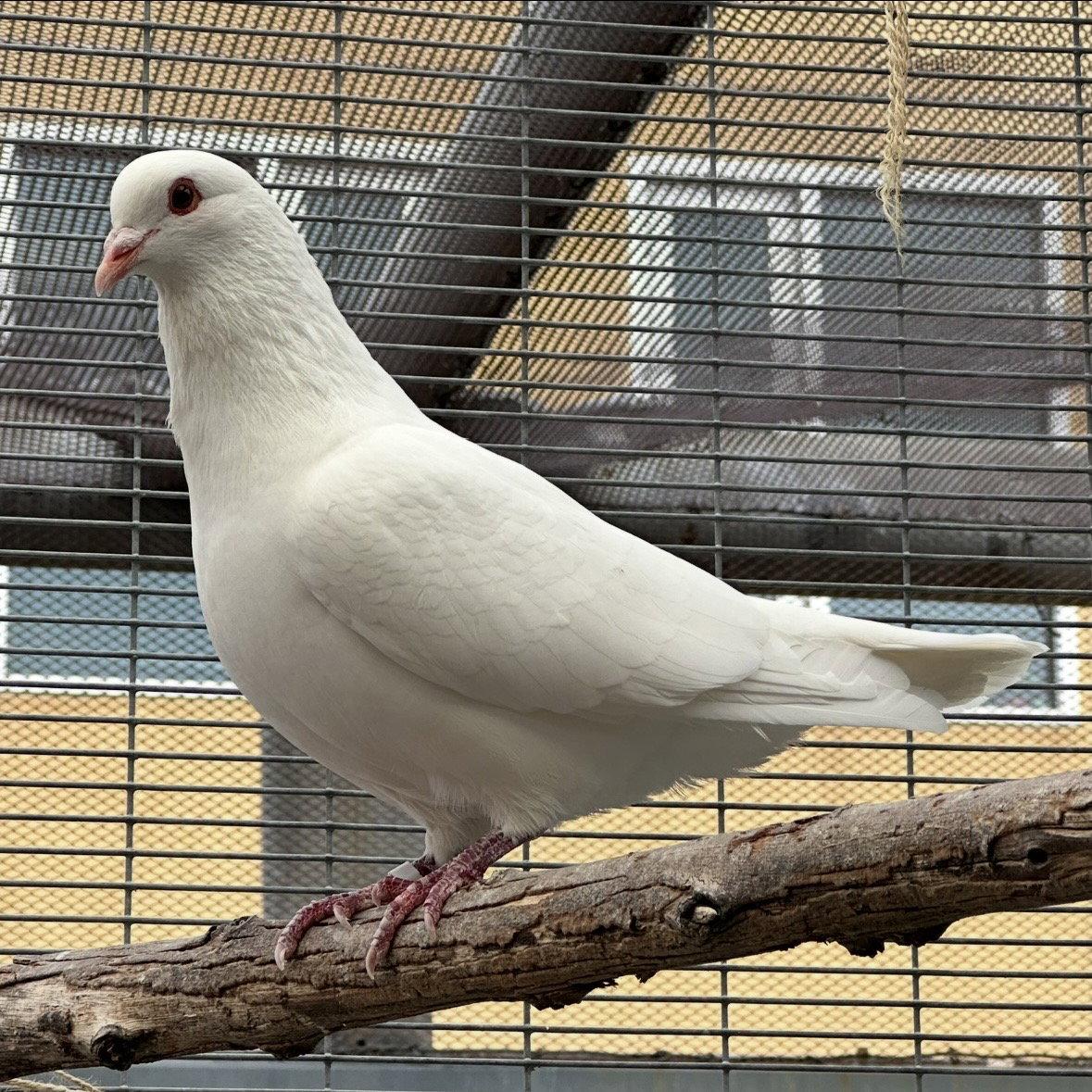Shortcake, a Adoptable Pigeon in Burlingame, CA image 2/3