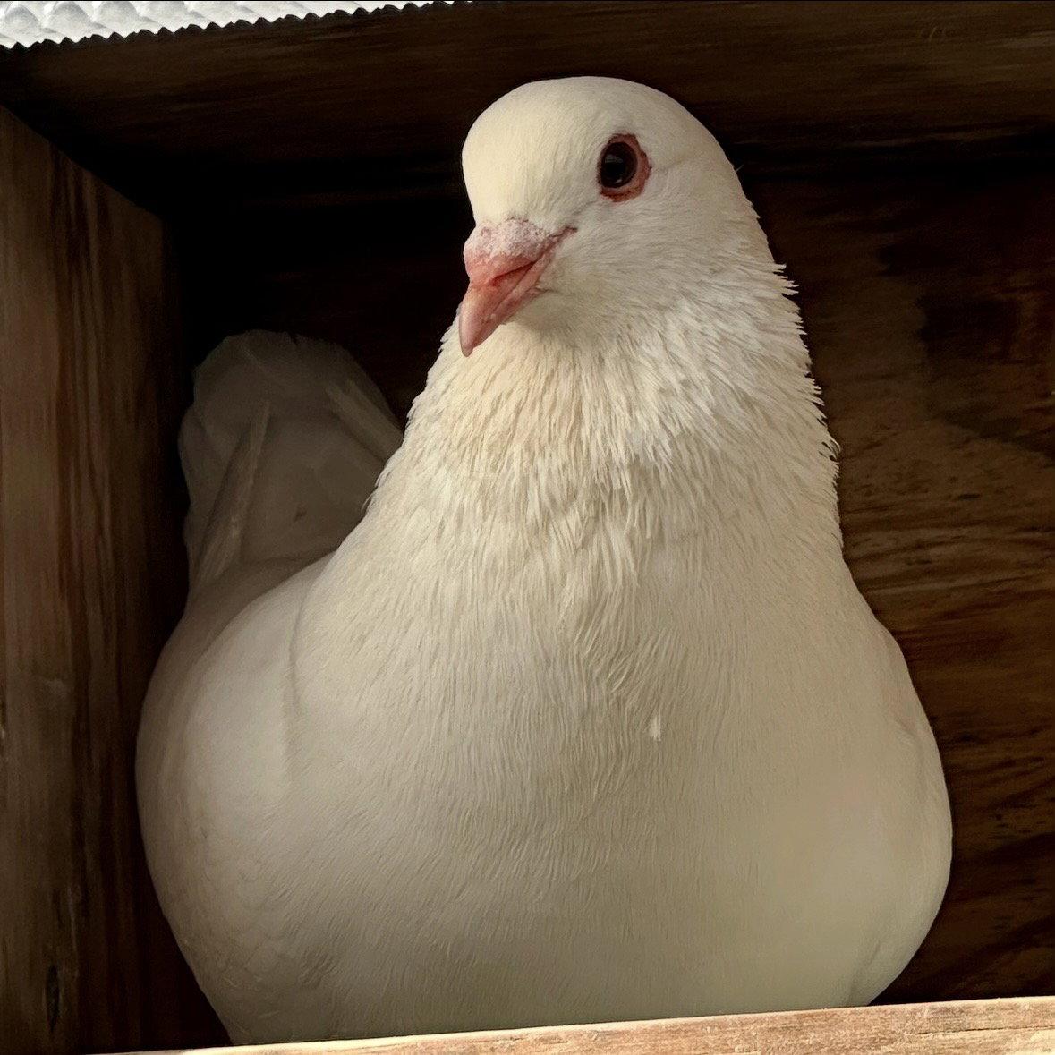 Shortcake, a Adoptable Pigeon in Burlingame, CA image 3/3
