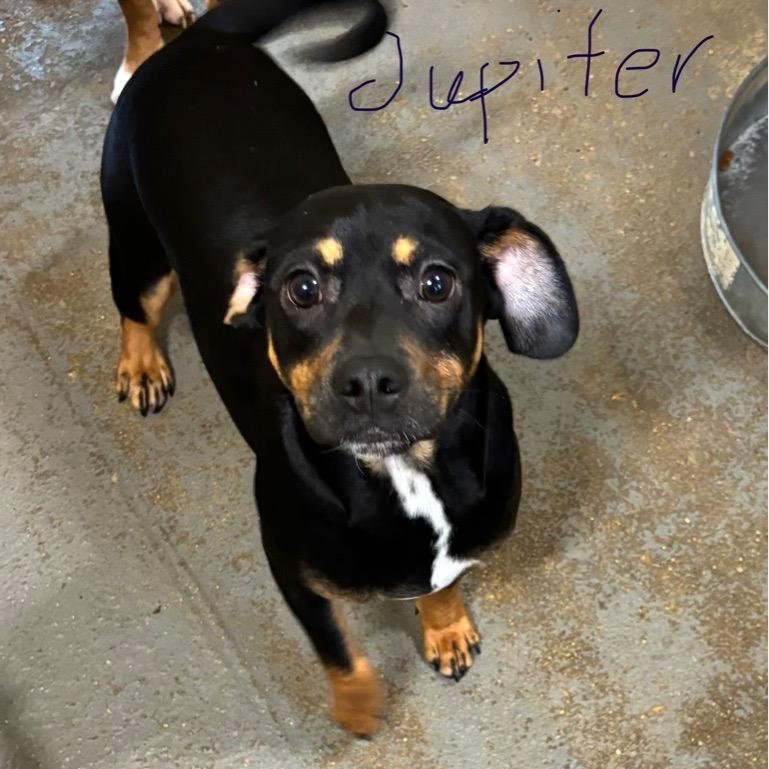 Enlarge Jupiter, an adopted mixed breed in Ruston, LA image 2/3