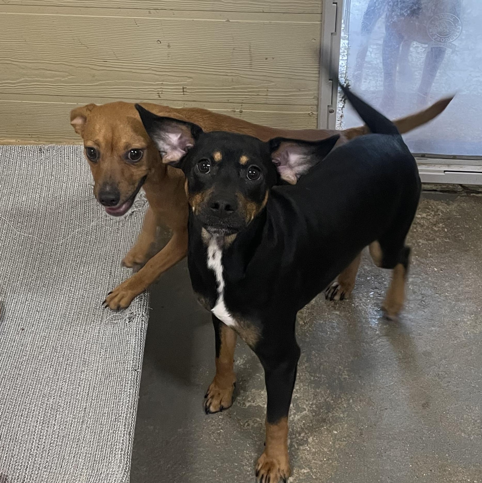 Enlarge Jupiter, an adopted mixed breed in Ruston, LA image 3/3