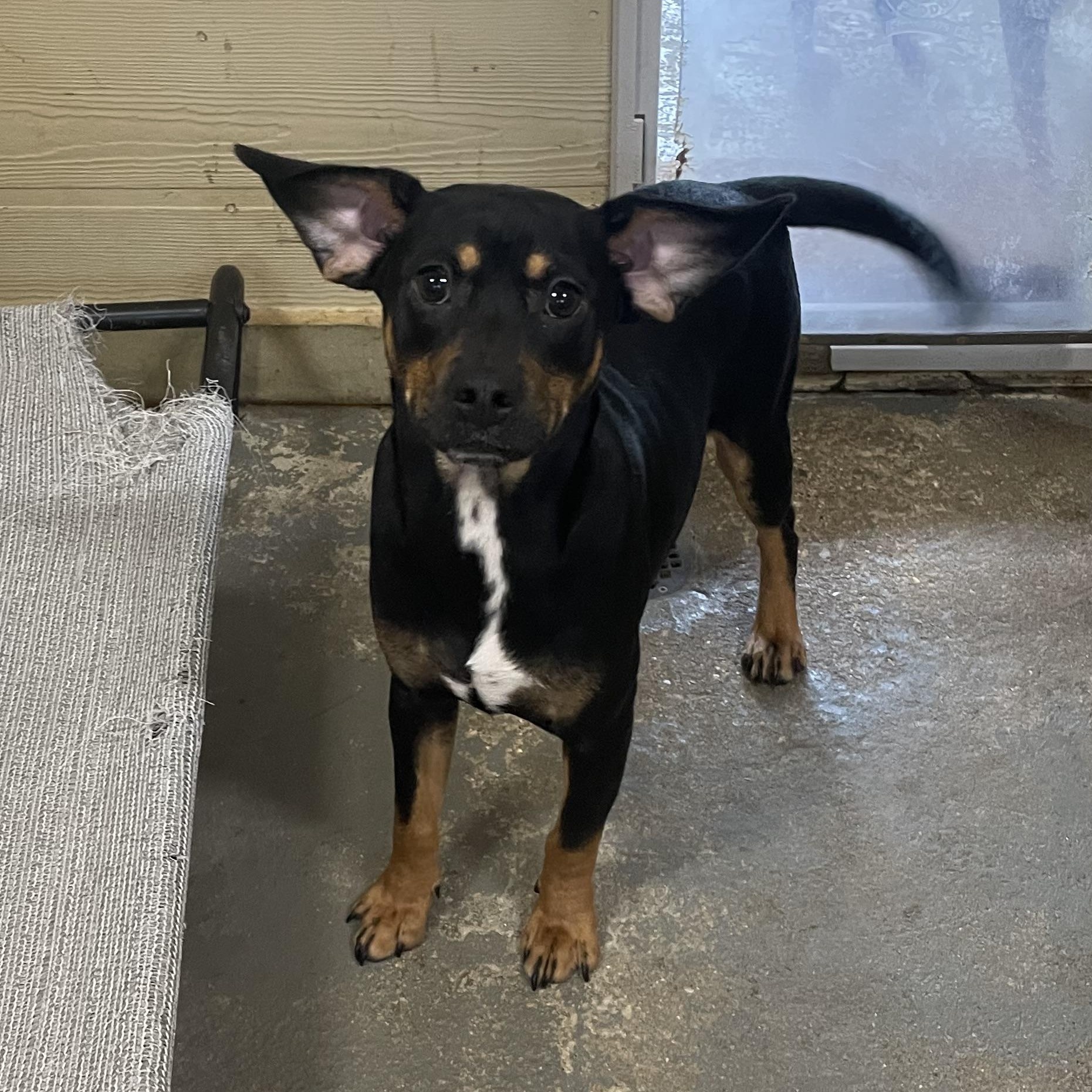 Enlarge Jupiter, an adopted mixed breed in Ruston, LA image 1/3