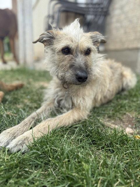 Puppy aka Catniss, a Adoptable mixed breed in Midway, UT image 2/3