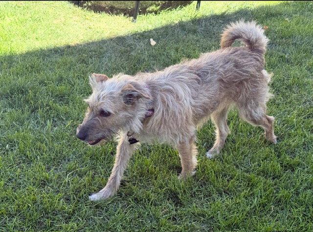 Puppy aka Catniss, a Adoptable mixed breed in Midway, UT image 3/3