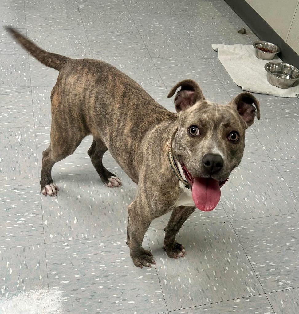 Valencia, ADOPTABLE, Young Female Pit Bull Terrier.