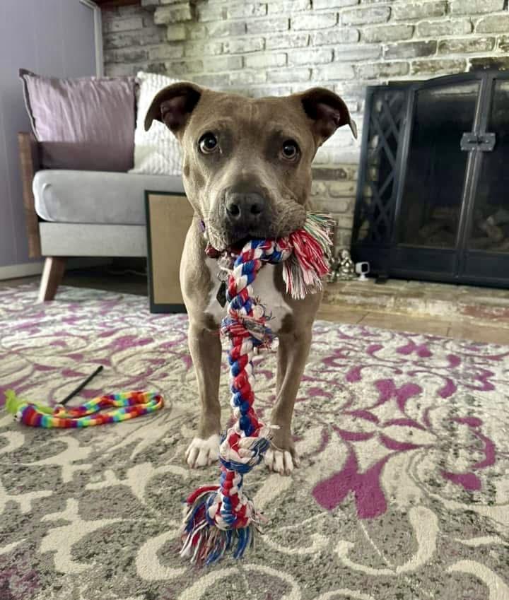 Phoebe, Adopted, Adult Female Pit Bull Terrier.