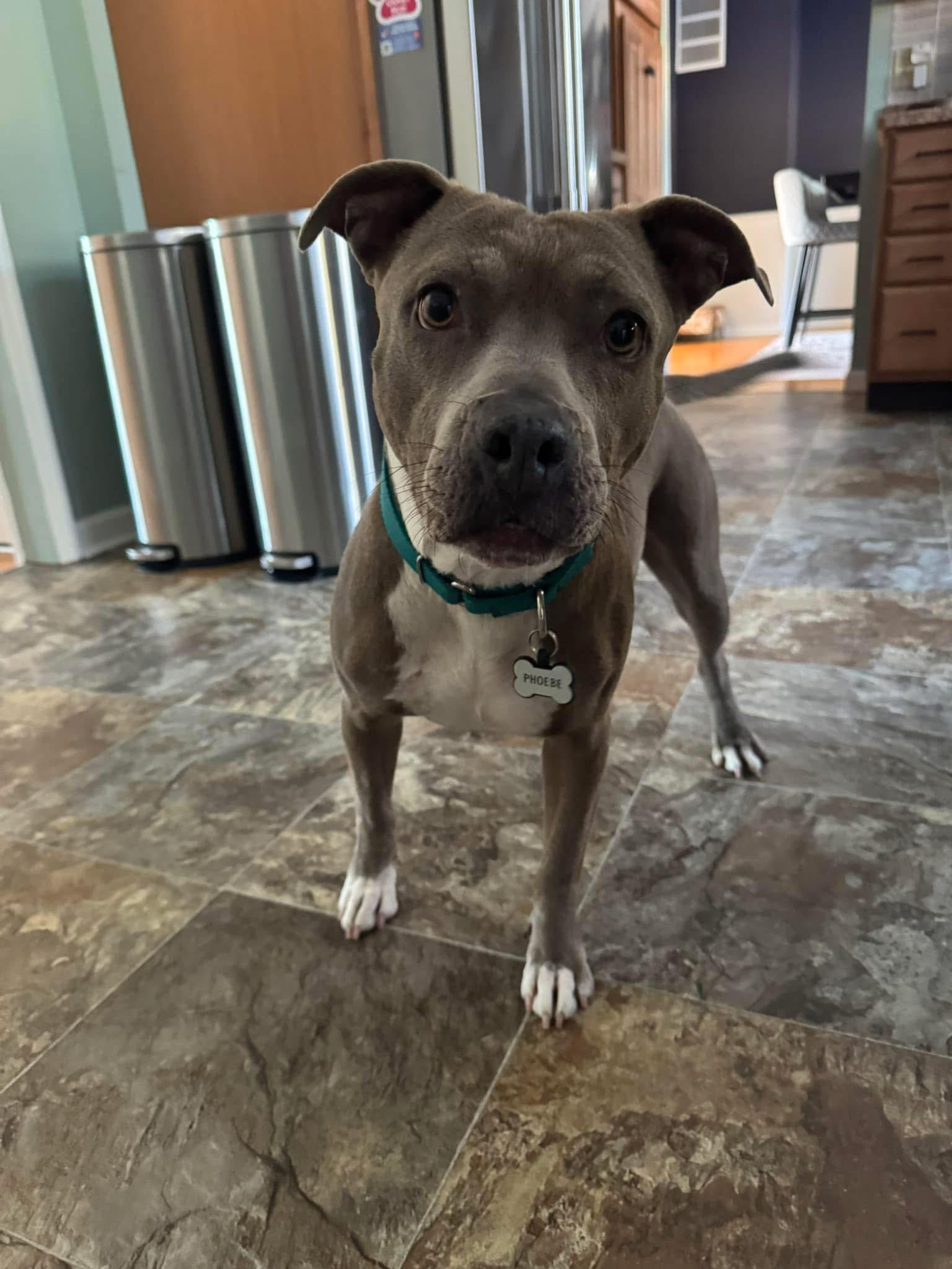 Enlarge Phoebe, a Adopted Pit Bull Terrier in Turnersville, NJ image 2/6