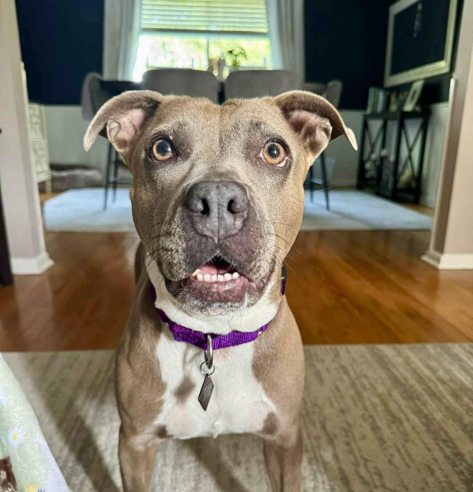 Enlarge Phoebe, a Adopted Pit Bull Terrier in Turnersville, NJ image 4/6