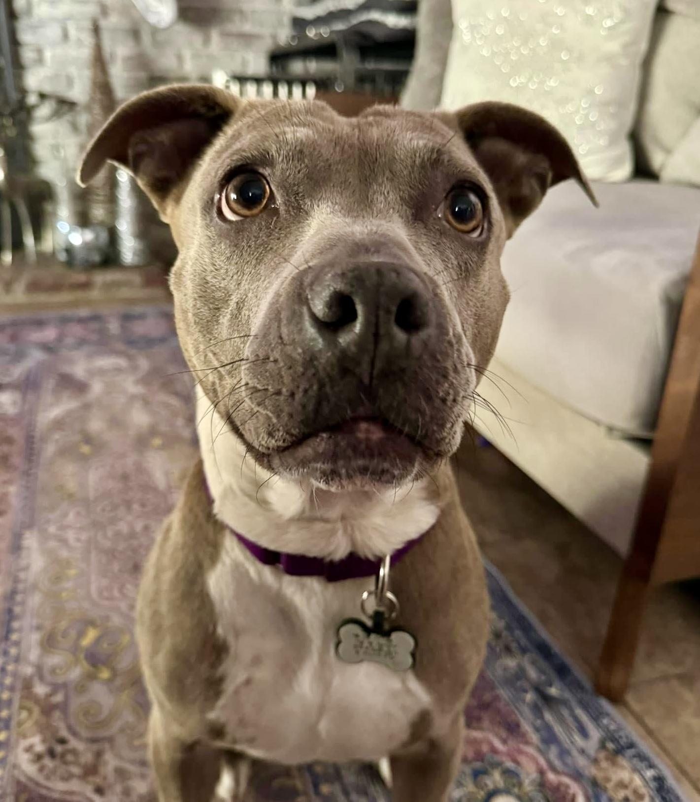 Enlarge Phoebe, a Adopted Pit Bull Terrier in Turnersville, NJ image 5/6