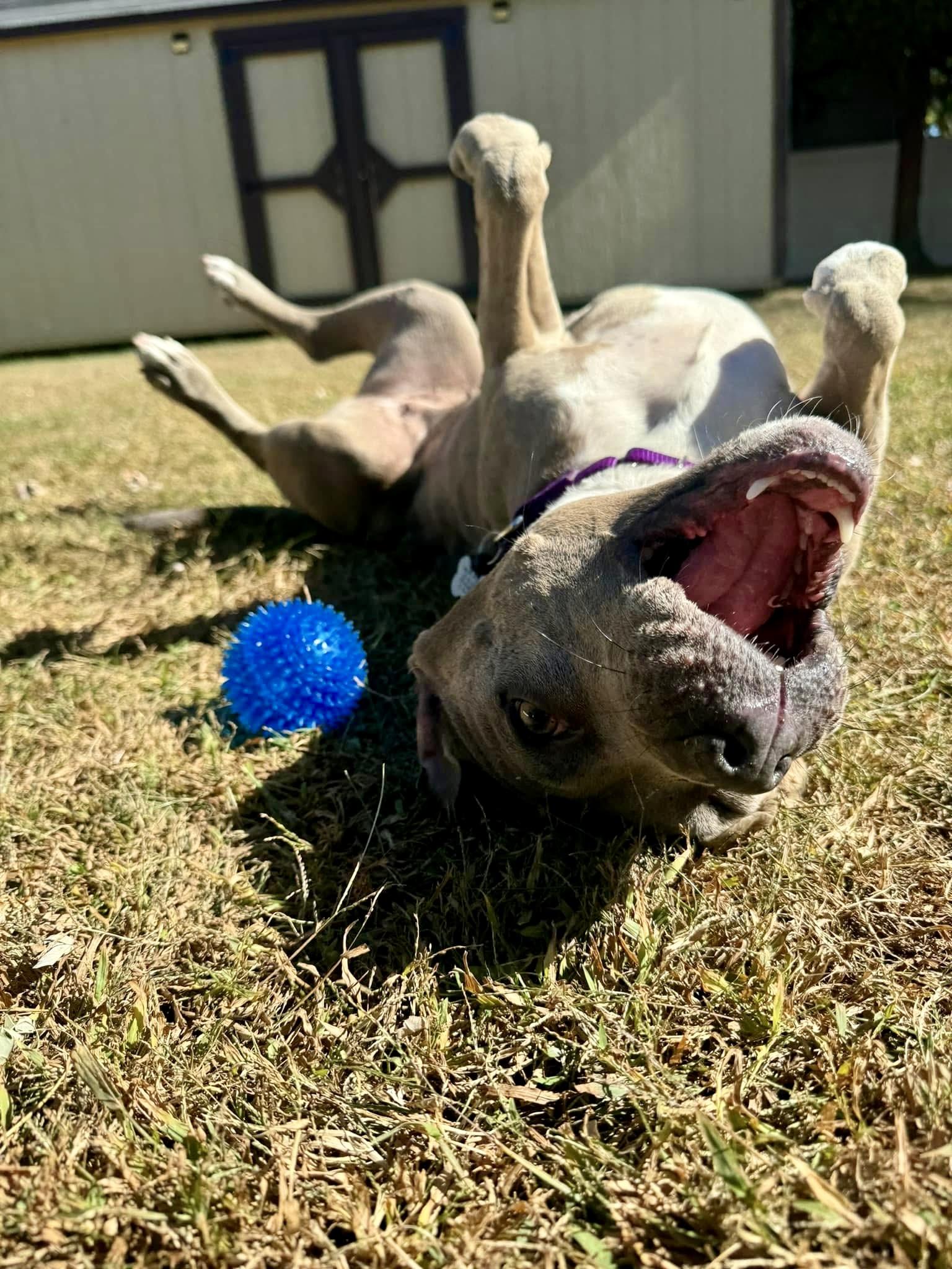 Enlarge Phoebe, a Adopted Pit Bull Terrier in Turnersville, NJ image 6/6