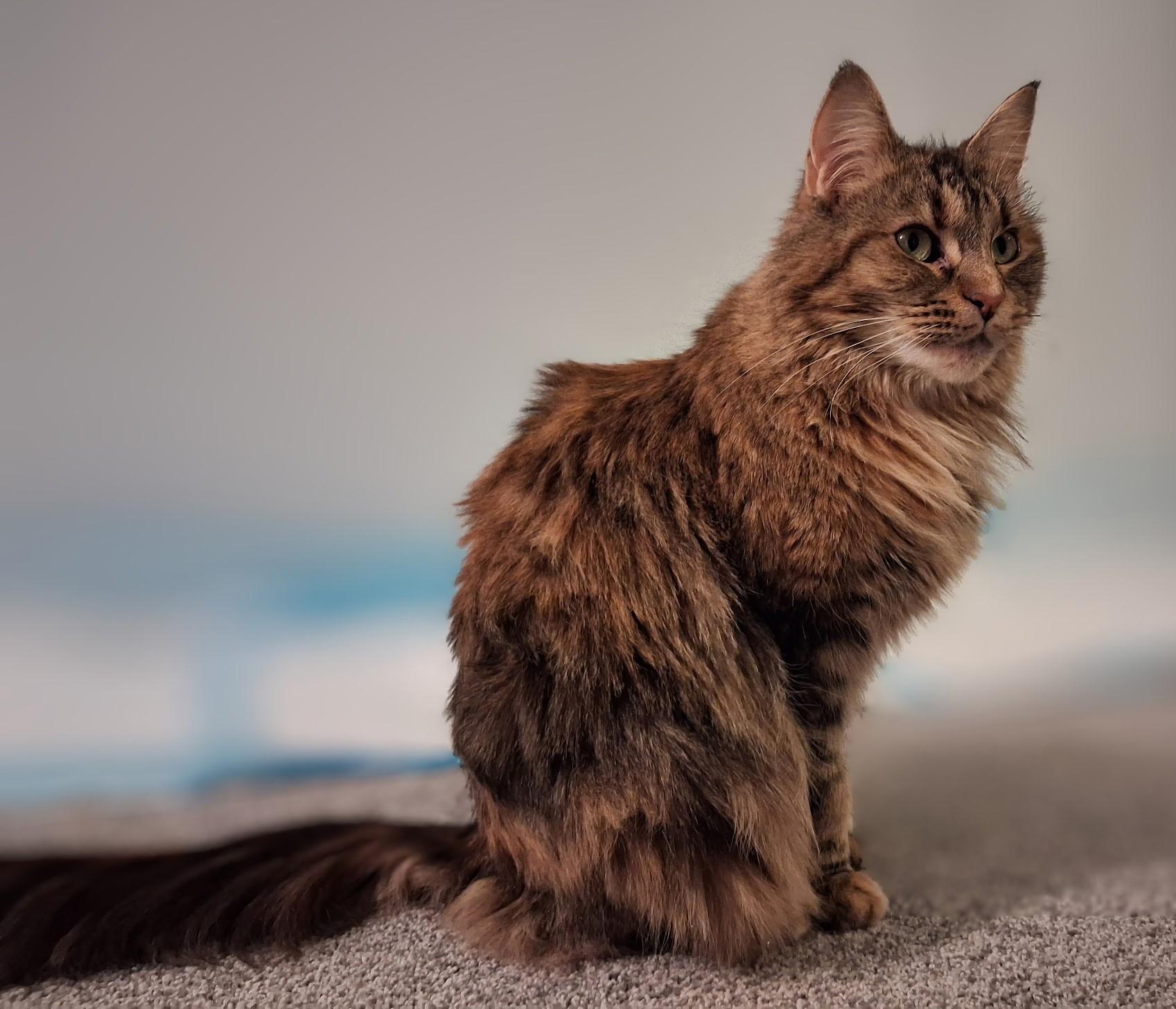 Margo (Bonded to Margherite), Adoptable, Adult Female Domestic Long Hair & Maine Coon.