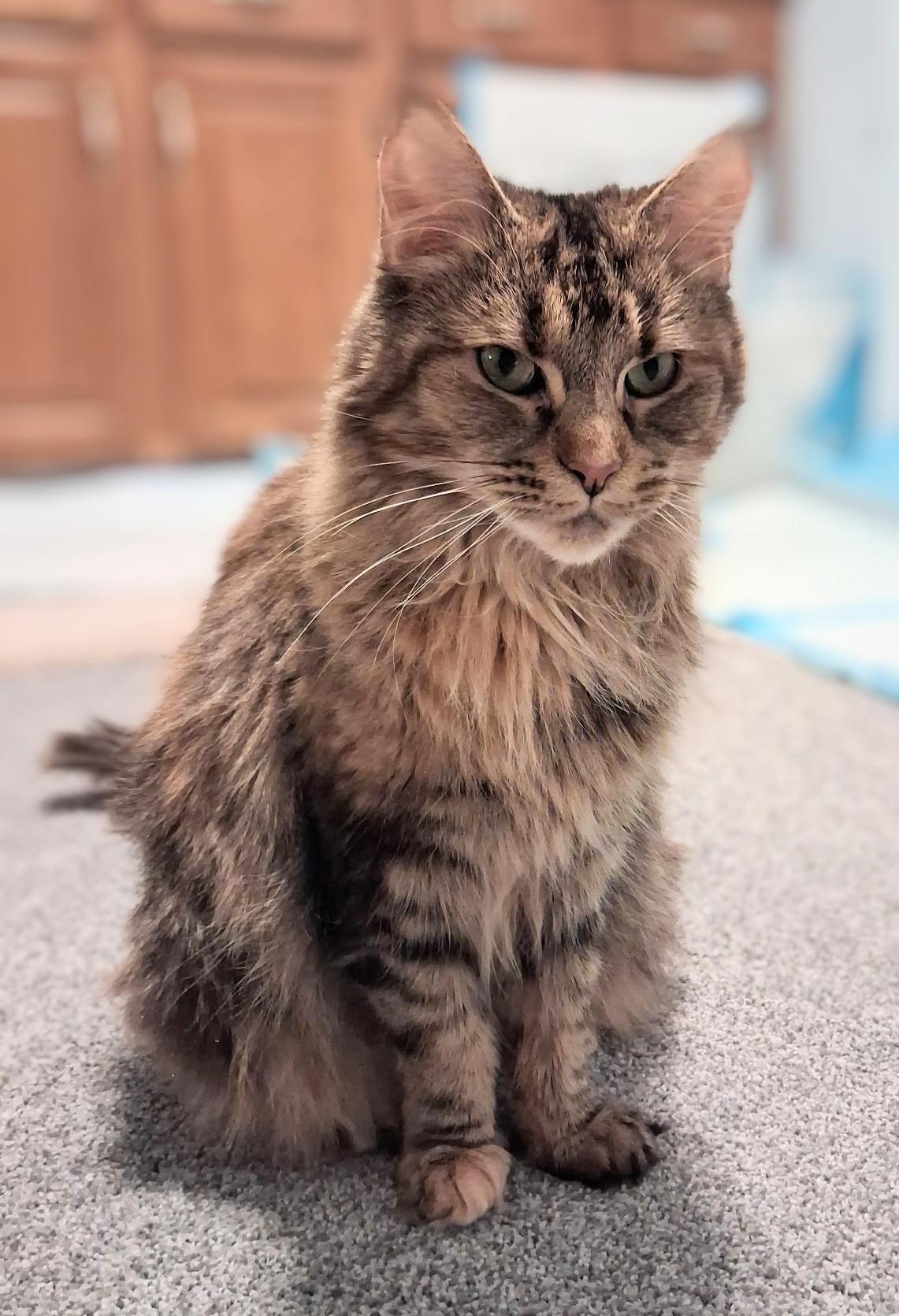 Margo (Bonded to Margherite), a Adoptable mixed breed in Lakewood, CO image 2/6