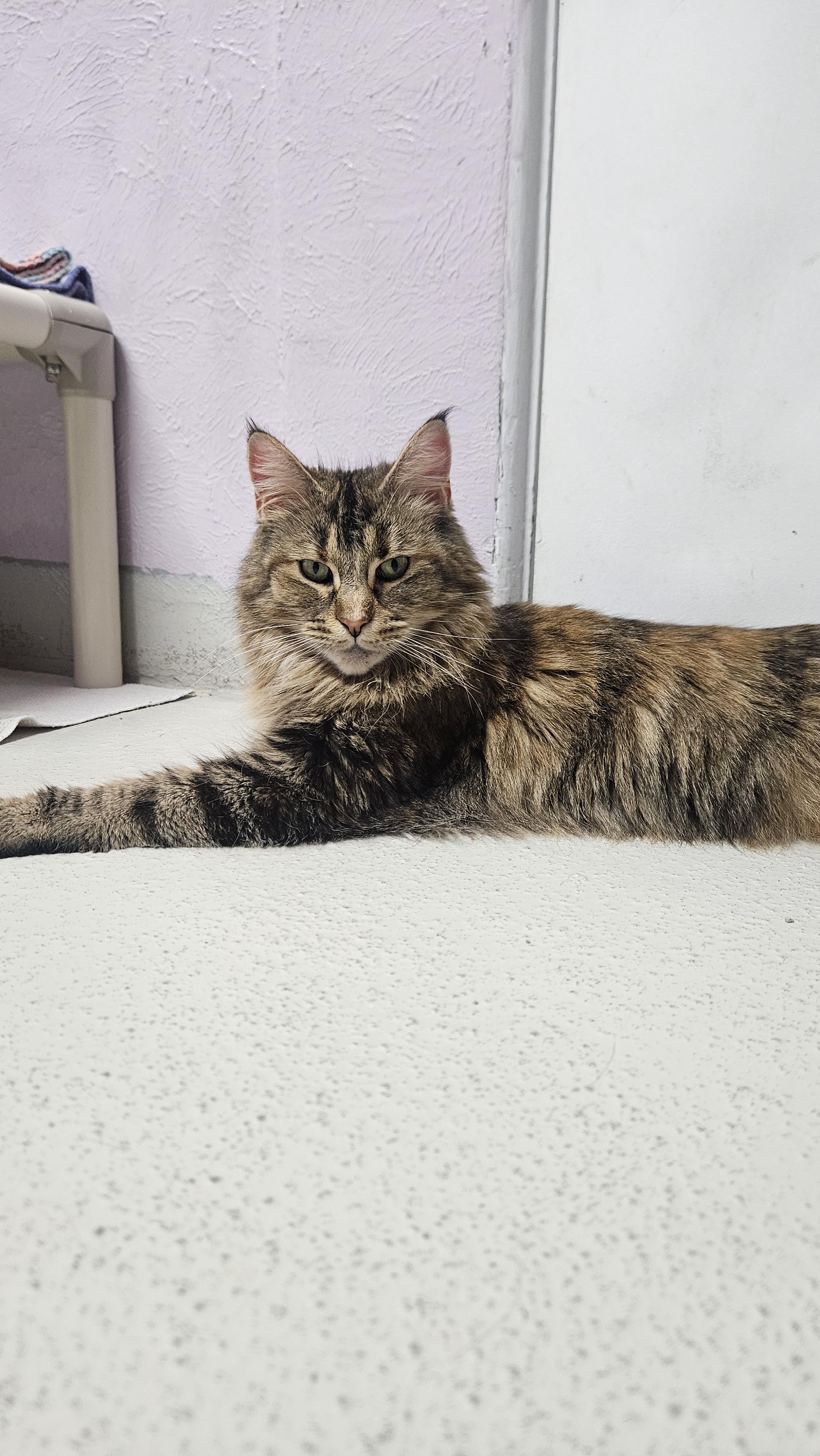 Margo (Bonded to Margherite), a Adoptable mixed breed in Lakewood, CO image 3/6