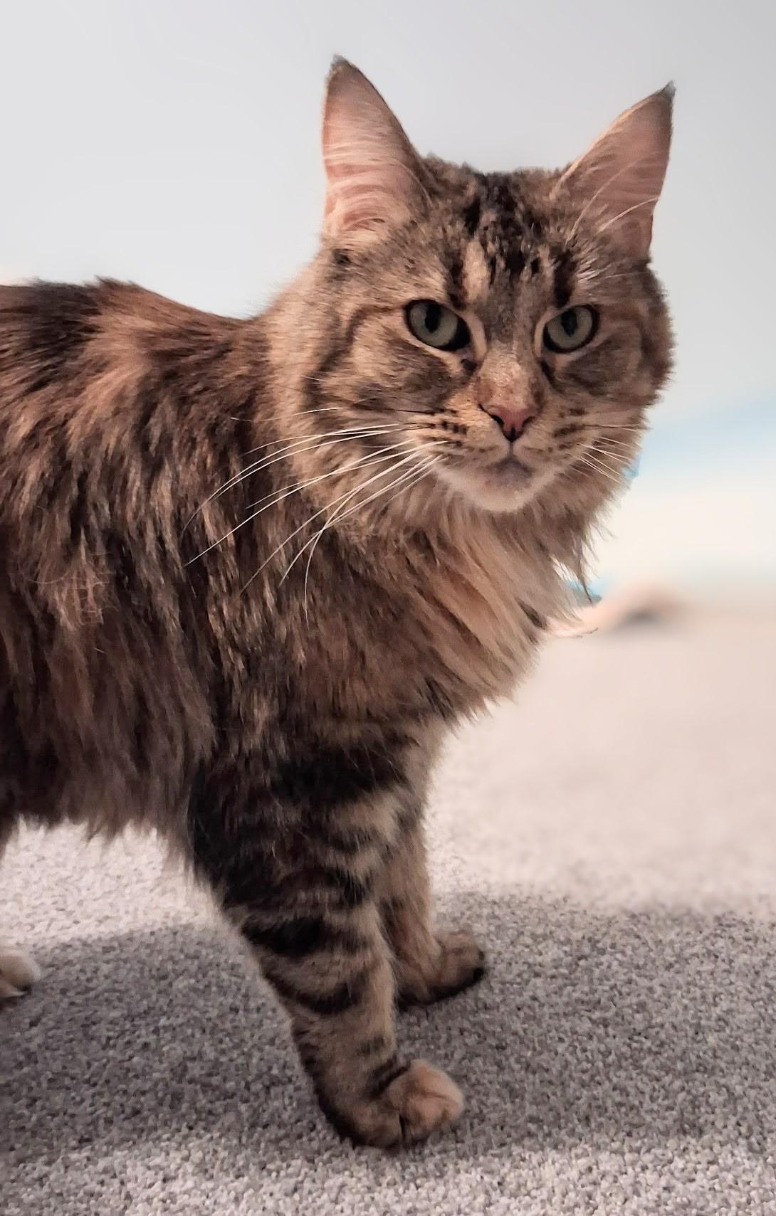 Margo (Bonded to Margherite), a Adoptable mixed breed in Lakewood, CO image 4/6