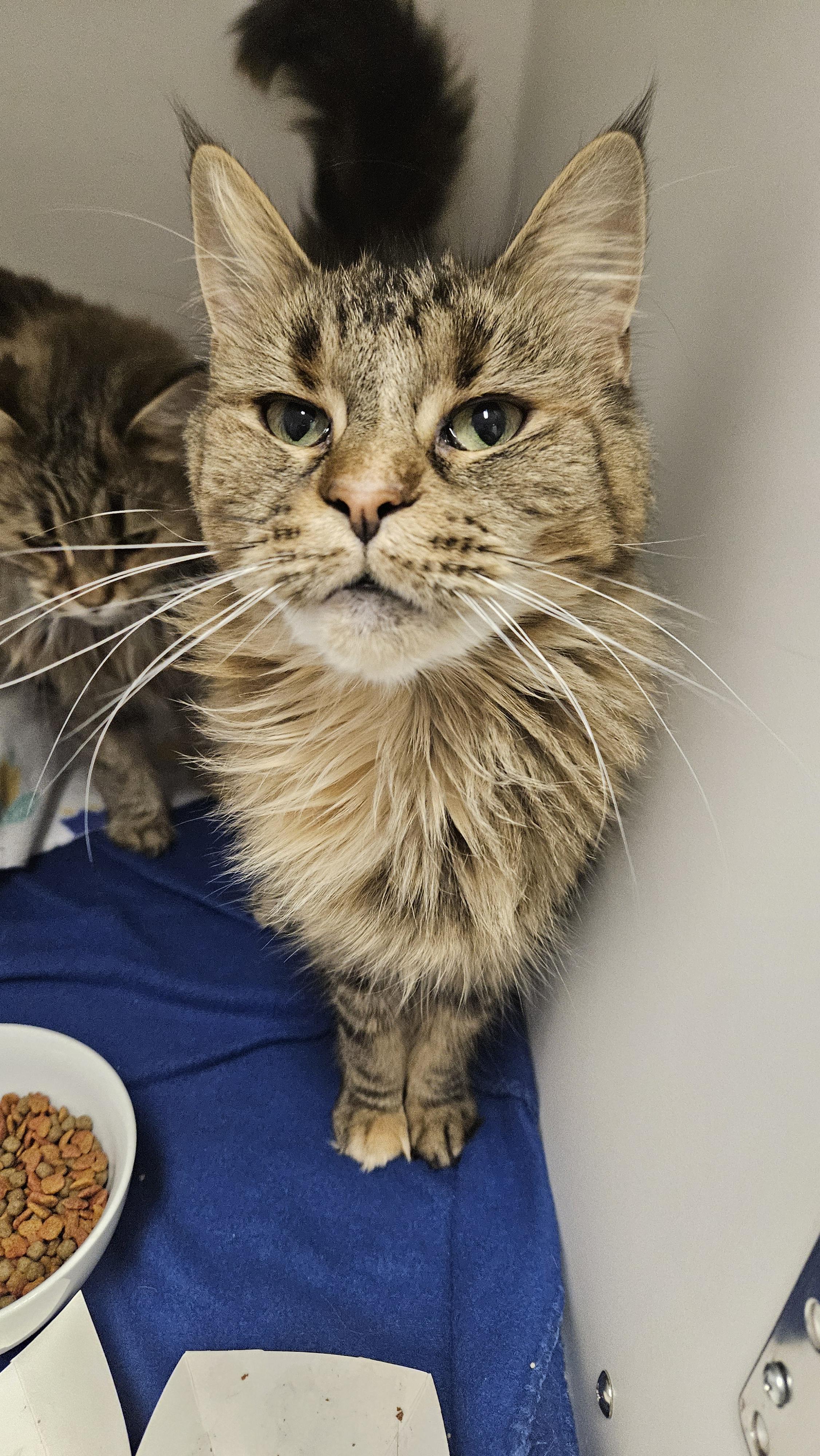 Margo (Bonded to Margherite), a Adoptable mixed breed in Lakewood, CO image 5/6