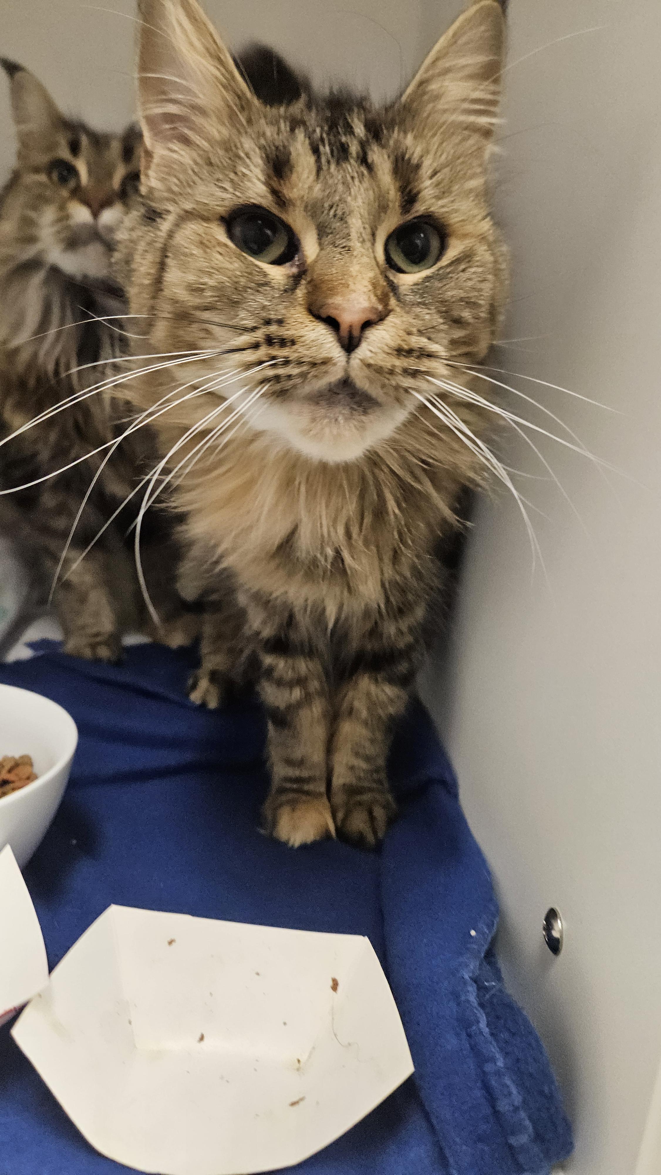 Margo (Bonded to Margherite), a Adoptable mixed breed in Lakewood, CO image 6/6