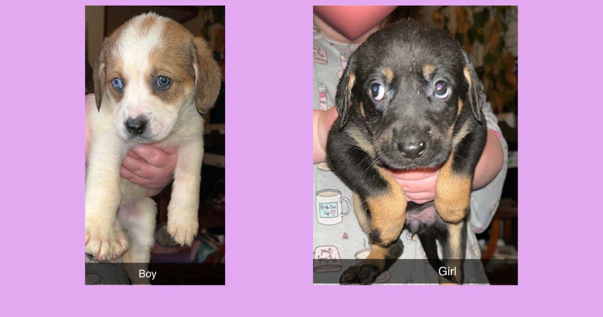 Enlarge Shepherd/hound puppies **Community Post**, a ADOPTABLE mixed breed in Floyd, VA image 3/5