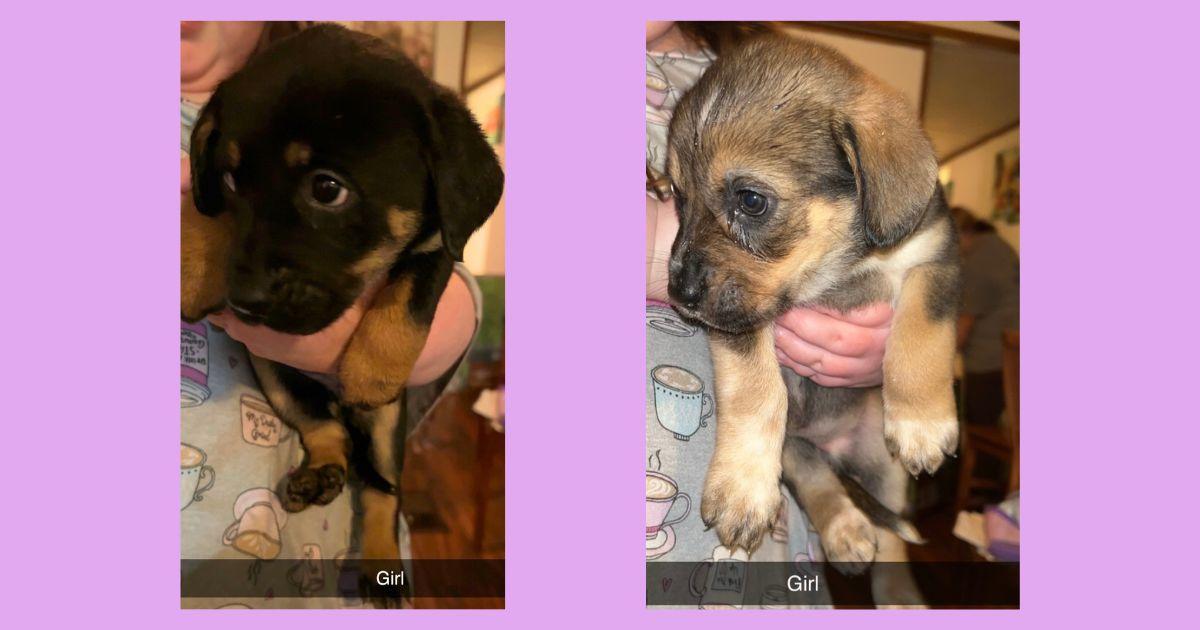 Enlarge Shepherd/hound puppies **Community Post**, a ADOPTABLE mixed breed in Floyd, VA image 4/5