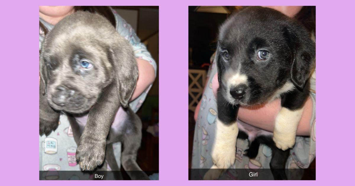 Enlarge Shepherd/hound puppies **Community Post**, a ADOPTABLE mixed breed in Floyd, VA image 2/5