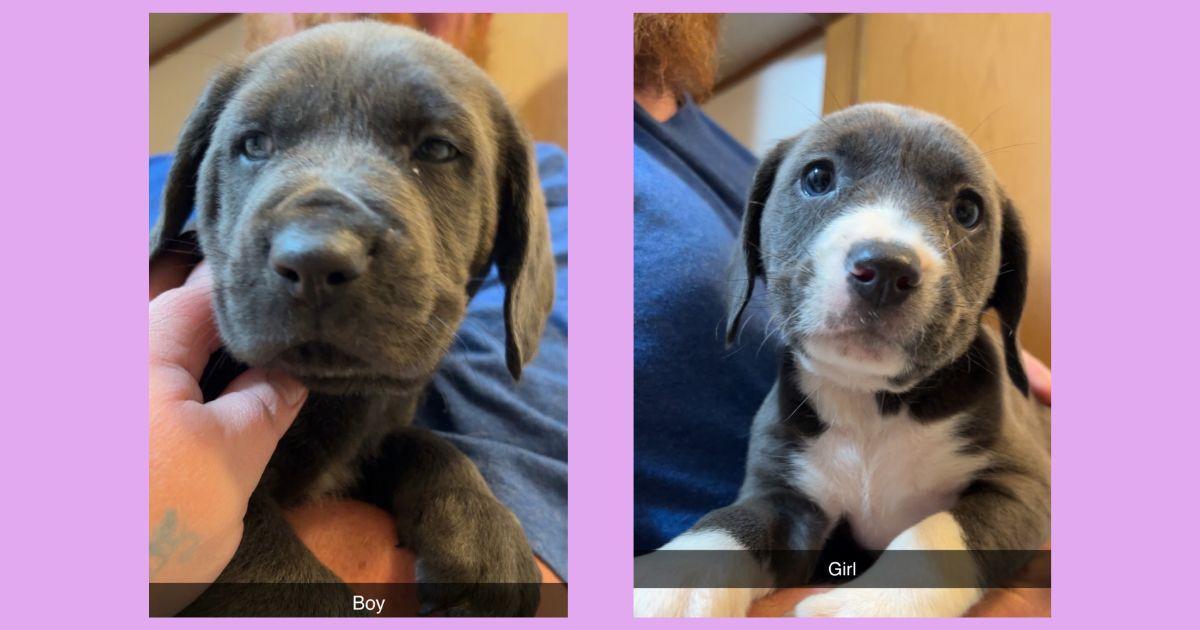 Enlarge Shepherd/hound puppies **Community Post**, a ADOPTABLE mixed breed in Floyd, VA image 1/5