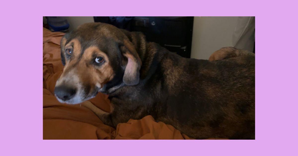 Enlarge Shepherd/hound puppies **Community Post**, a ADOPTABLE mixed breed in Floyd, VA image 5/5