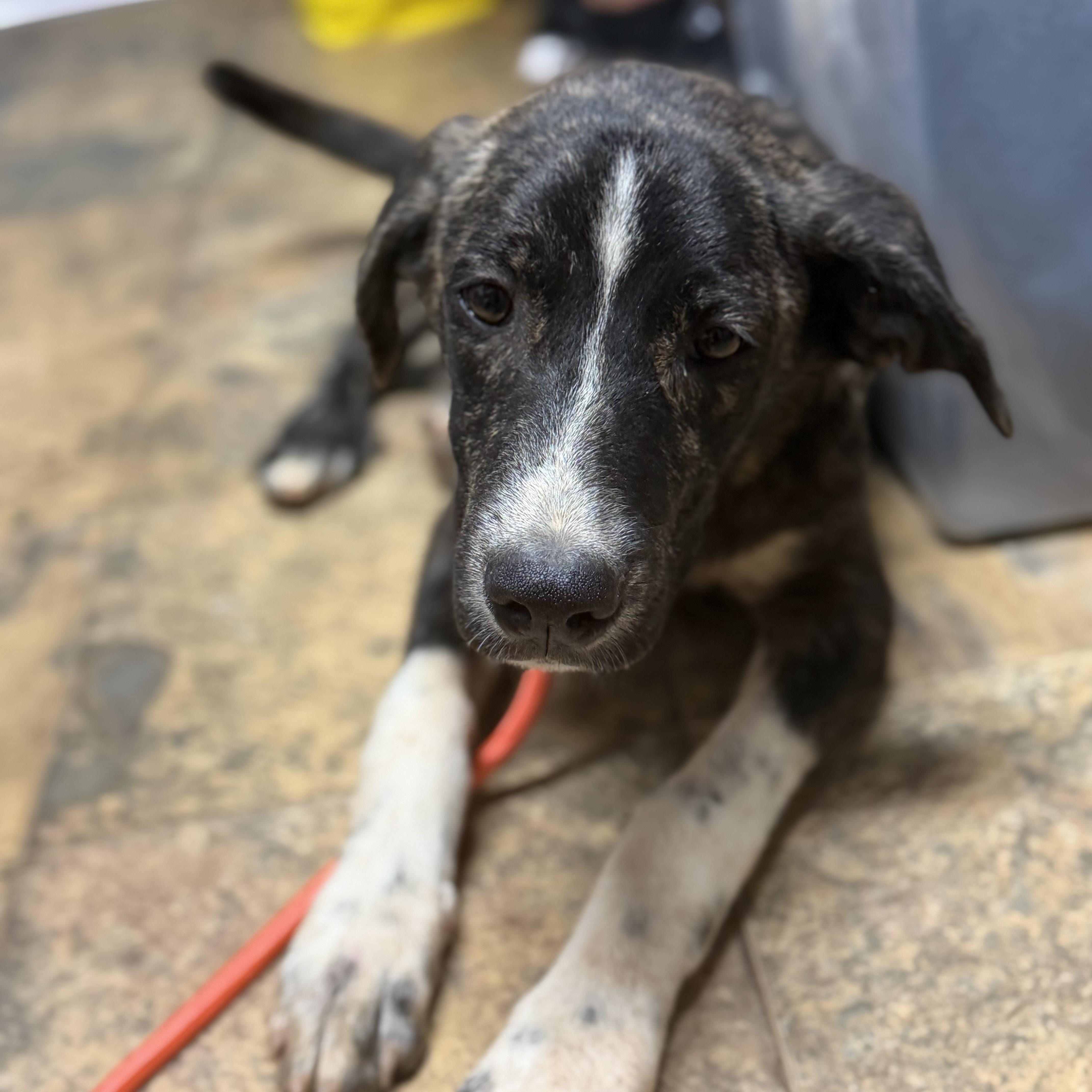 Enlarge Marcellus, a Adoptable Mixed Breed in Northwood, NH image 6/6