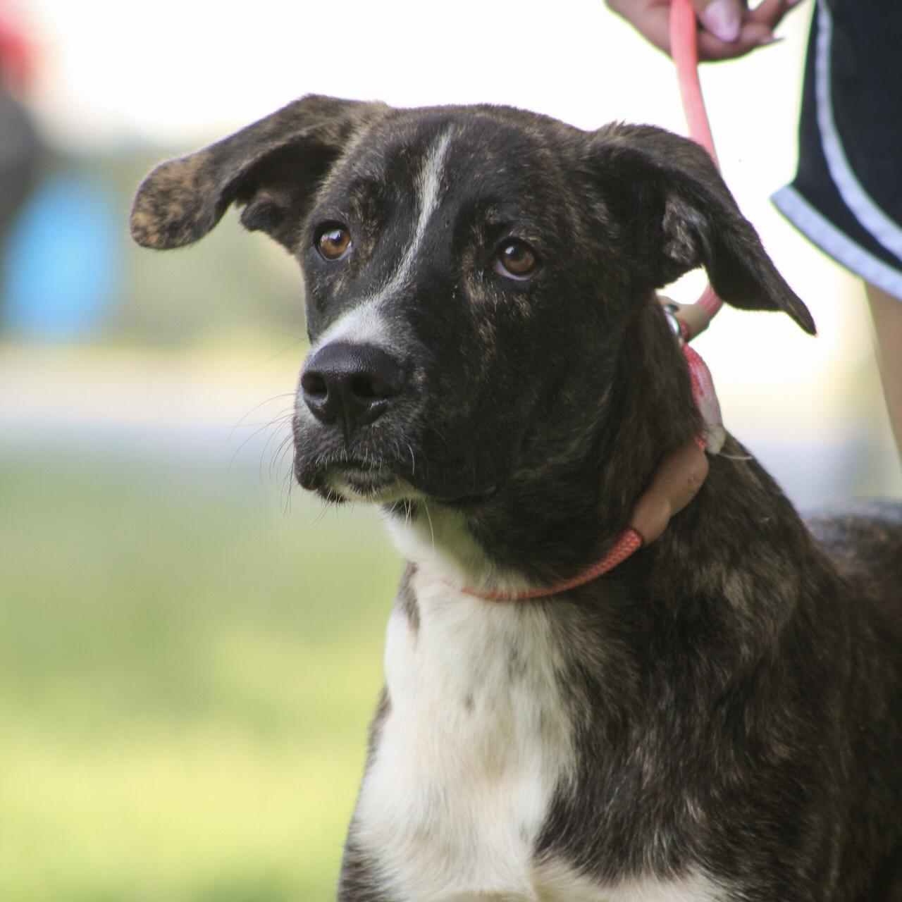 Enlarge Marcellus, a Adoptable Mixed Breed in Northwood, NH image 2/6
