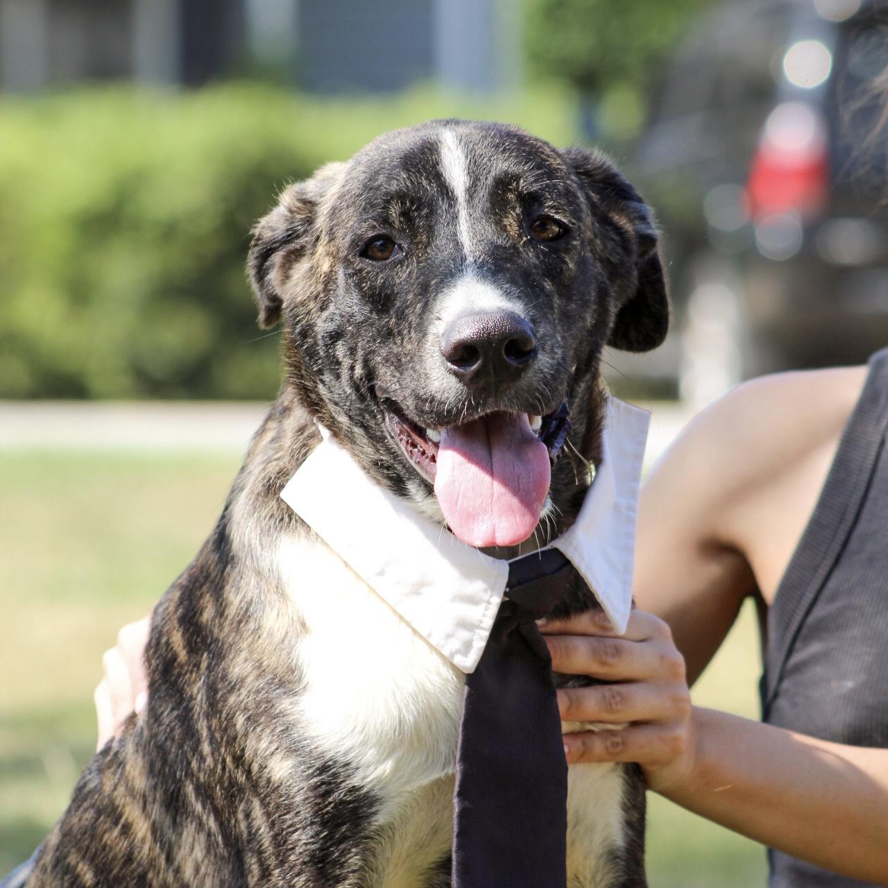 Marcellus, Adoptable, Young Male Mixed Breed.