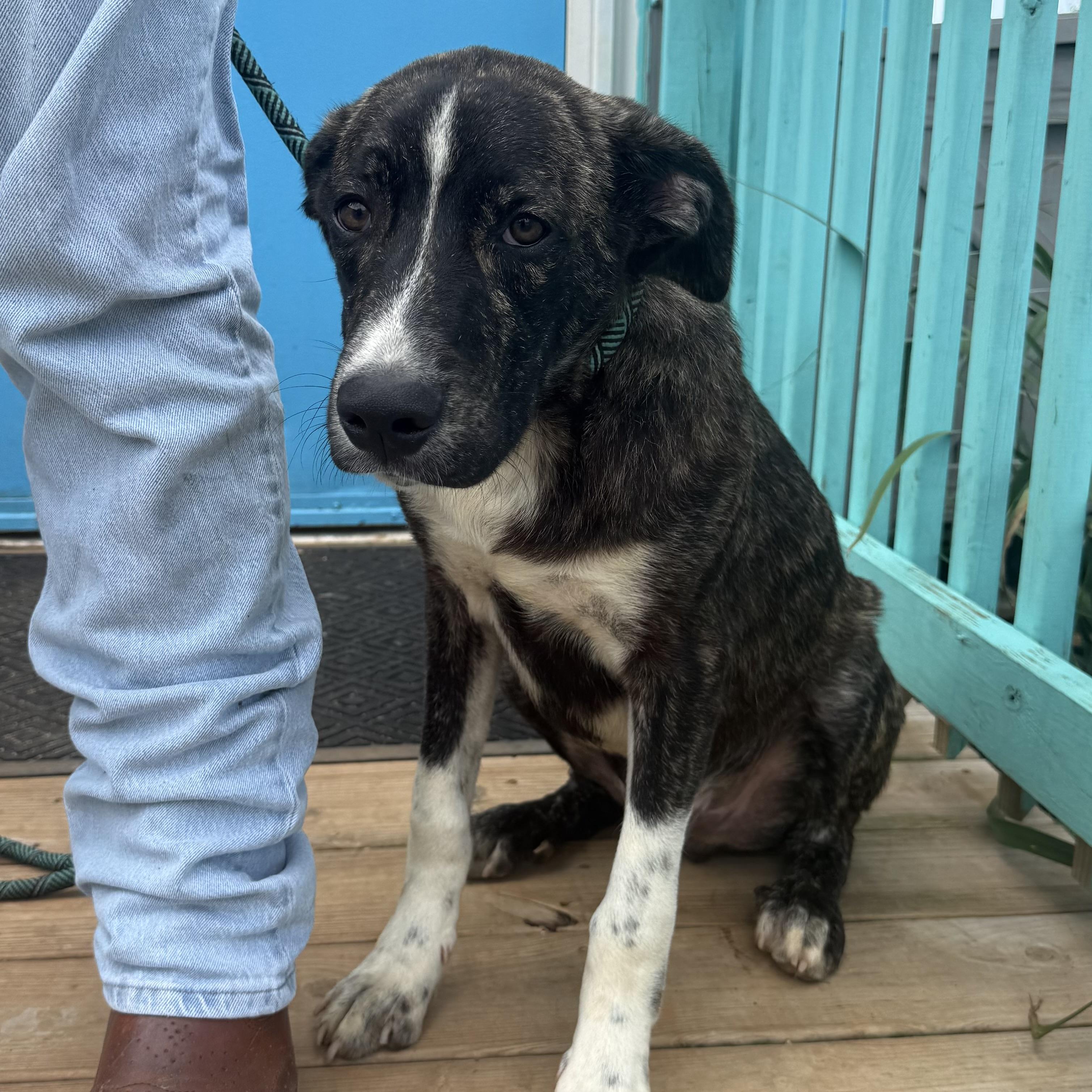 Enlarge Marcellus, a Adoptable Mixed Breed in Northwood, NH image 4/6