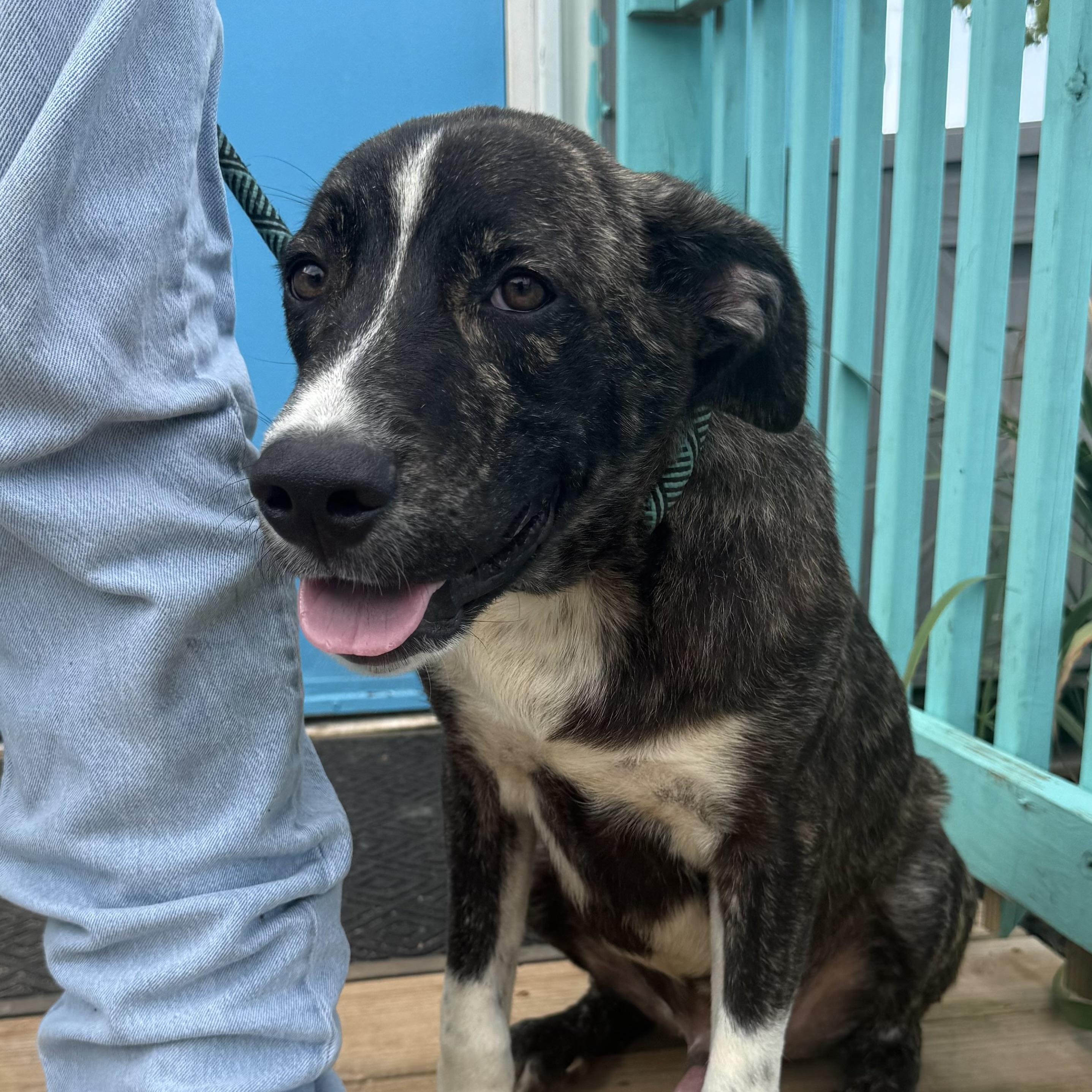 Enlarge Marcellus, a Adoptable Mixed Breed in Northwood, NH image 3/6