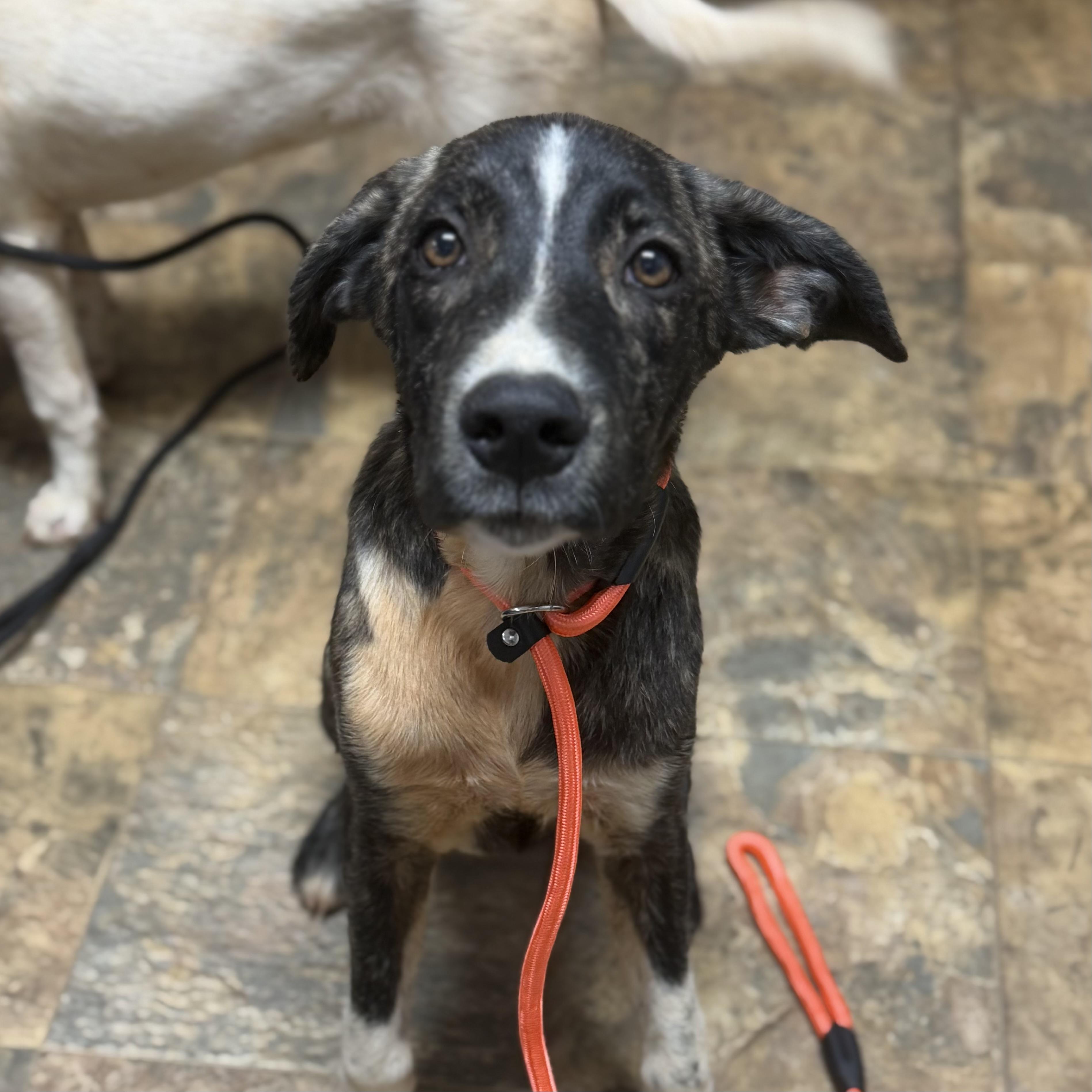 Enlarge Marcellus, a Adoptable Mixed Breed in Northwood, NH image 5/6