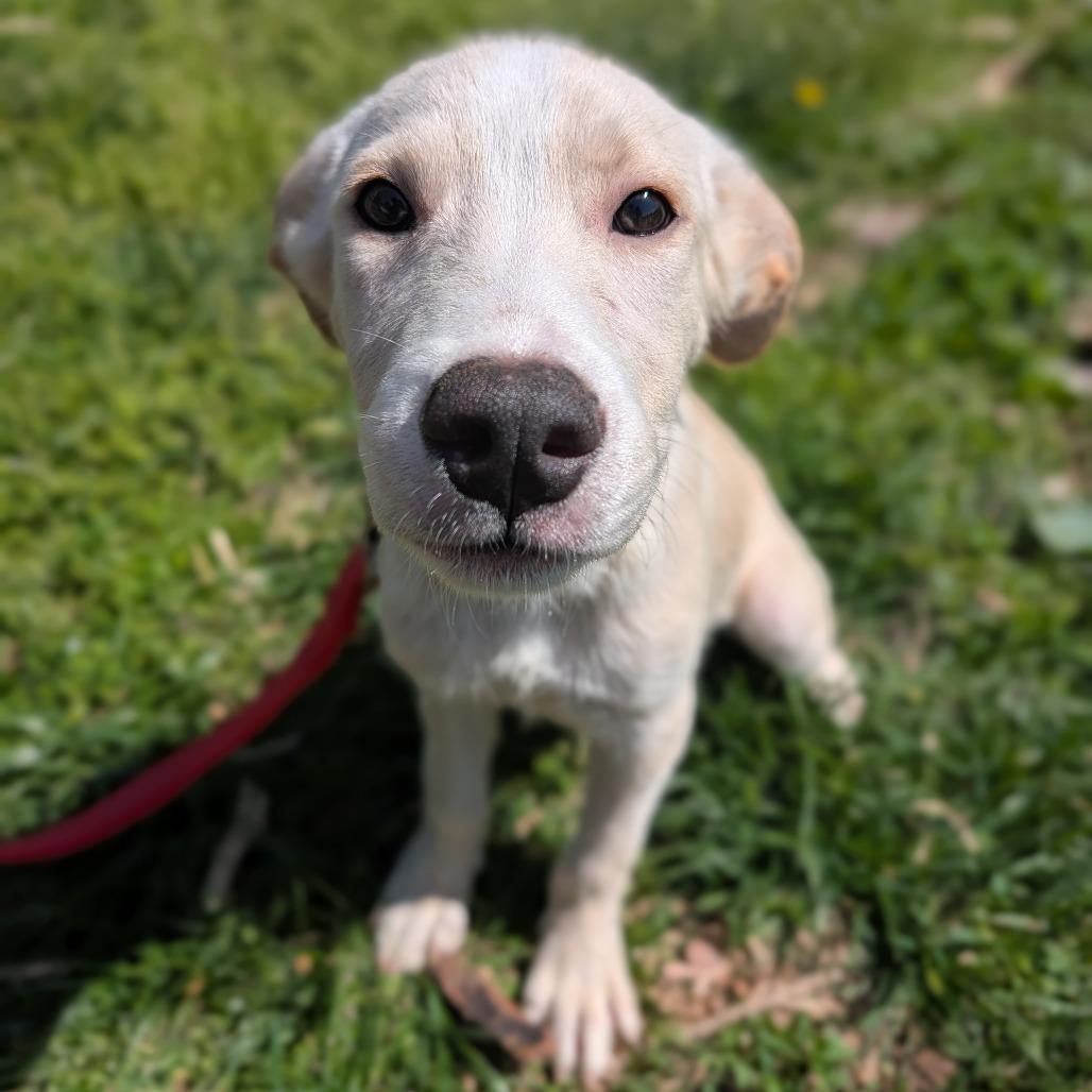 Enlarge Jupiter, a Adoptable Mixed Breed in Melbourne, KY image 1/1