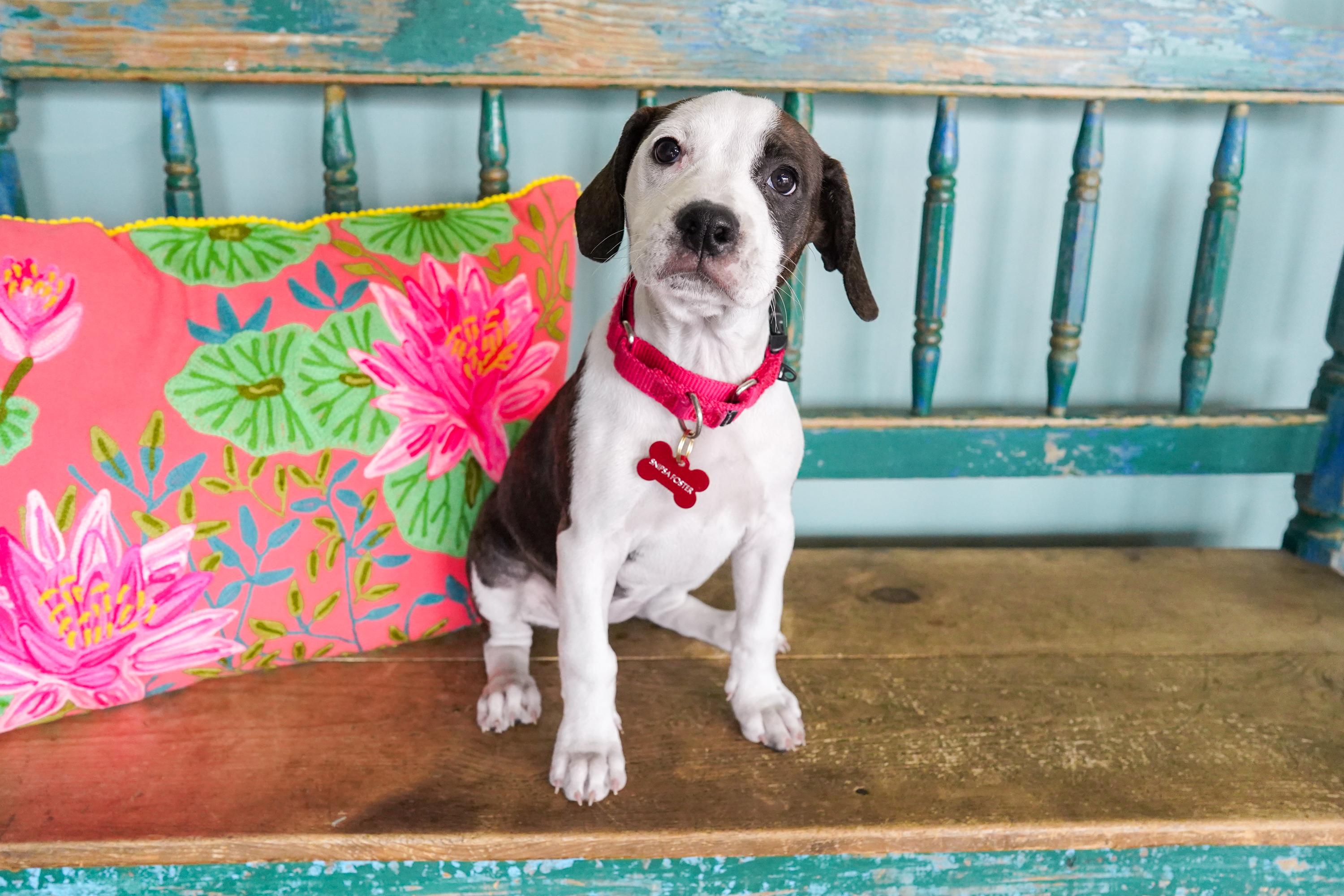 Enlarge Peach, a Adoptable mixed breed in San Antonio, TX image 3/5
