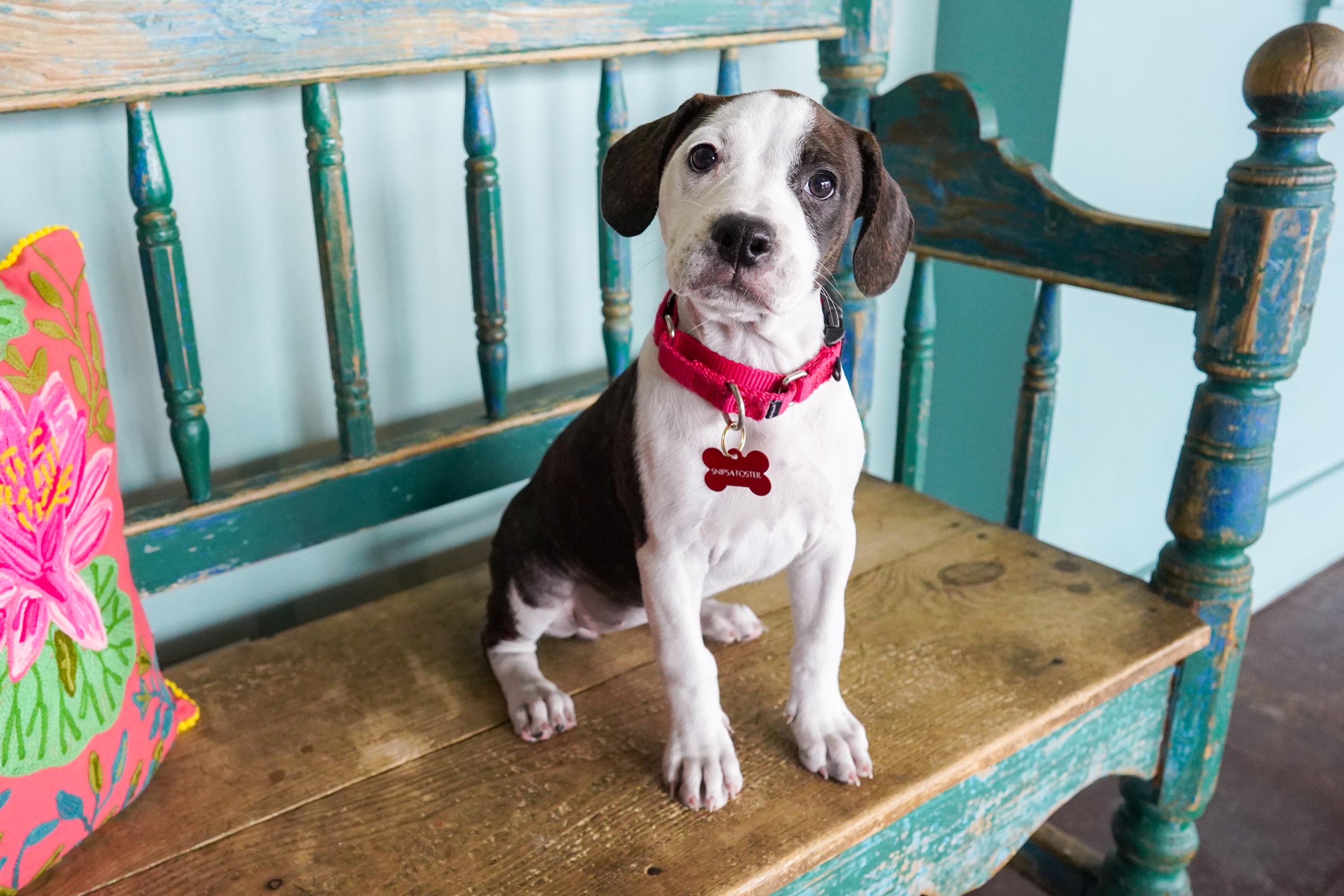 Peach, Adoptable, Puppy Female American Bully.
