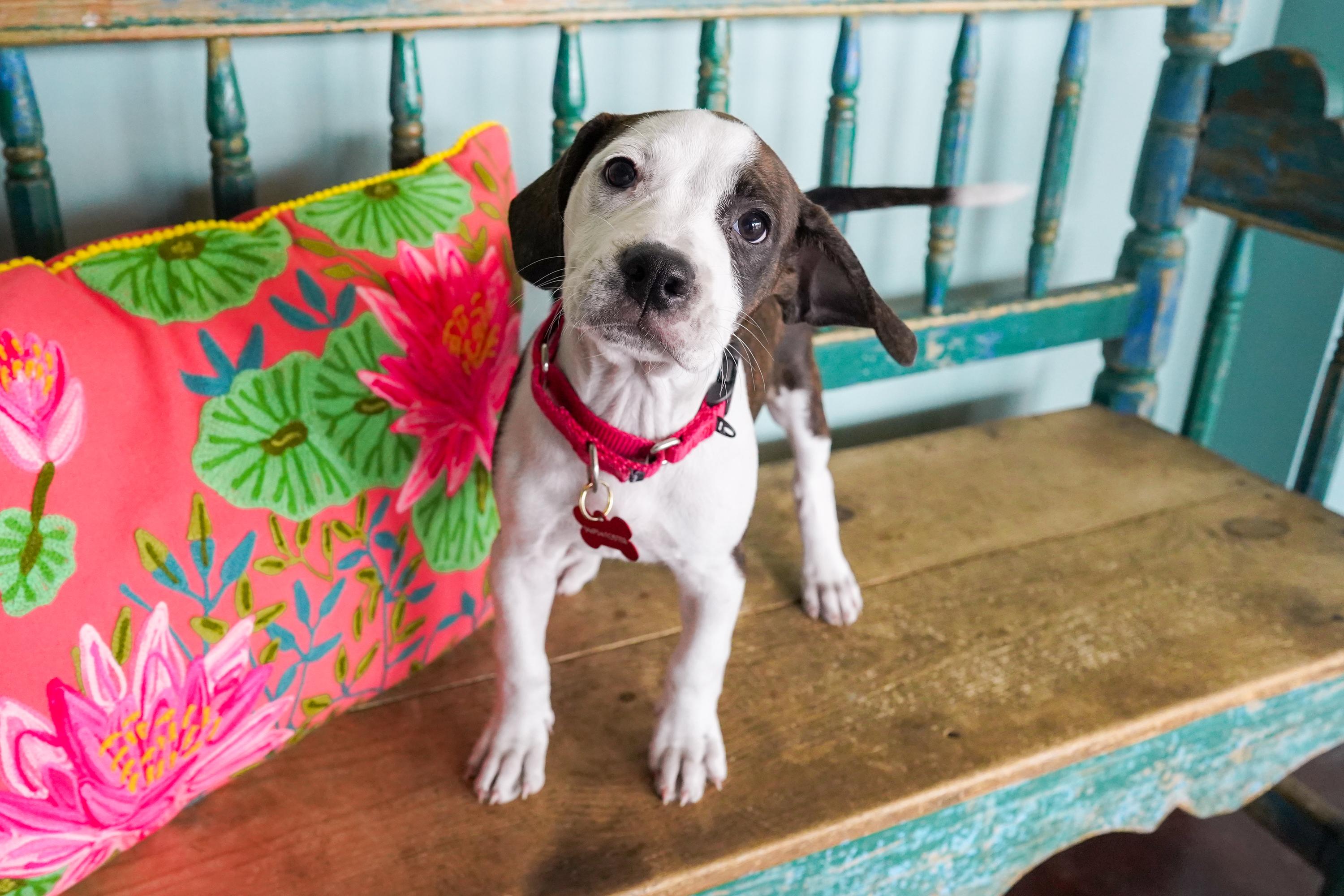 Enlarge Peach, a Adoptable mixed breed in San Antonio, TX image 4/5