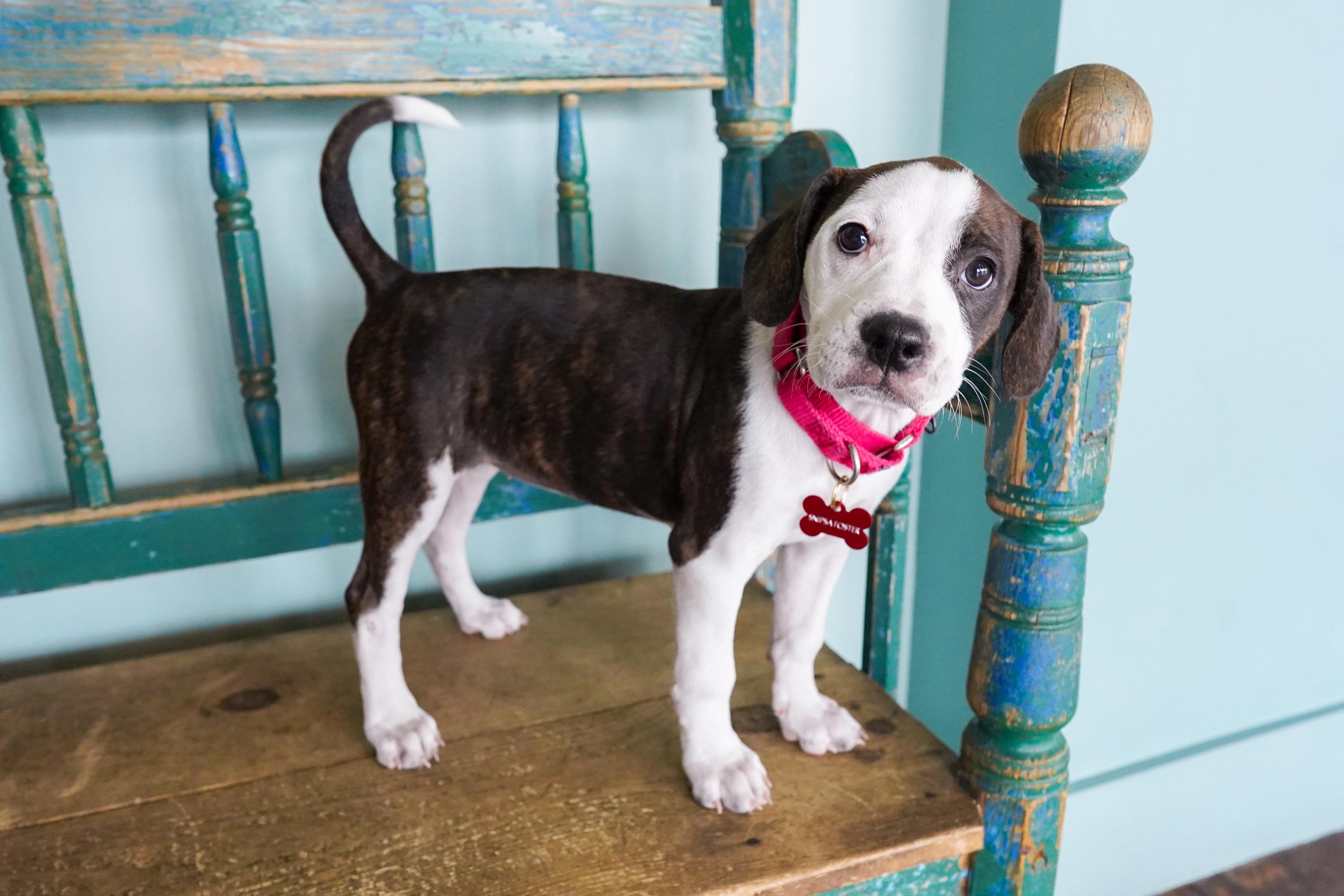Enlarge Peach, a Adoptable mixed breed in San Antonio, TX image 2/5