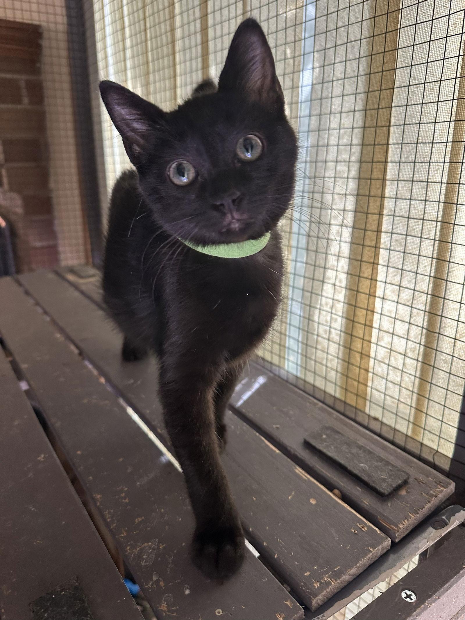 Enlarge CoCo Kitty K, a Adoptable Domestic Short Hair in Frisco, TX image 2/2