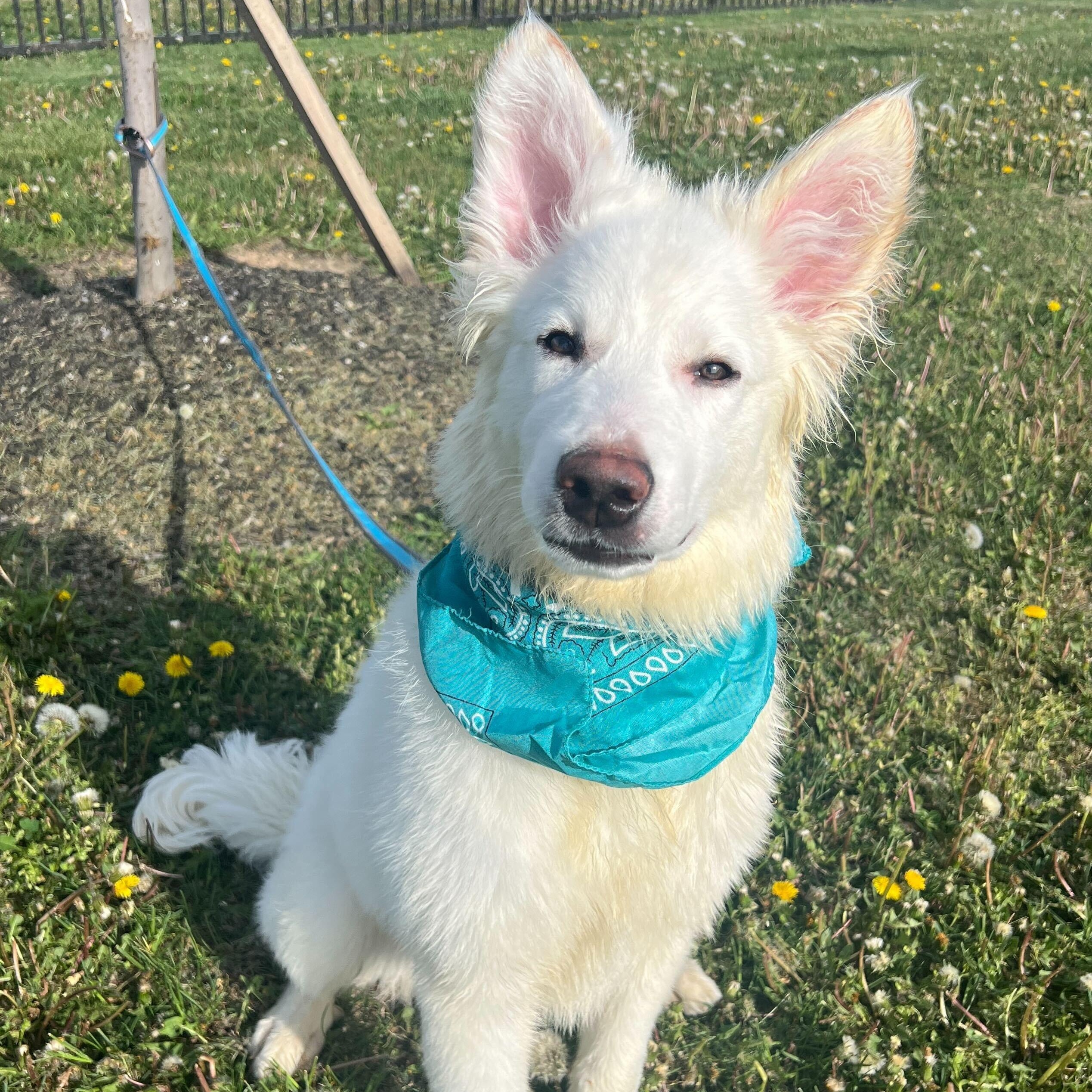 Enlarge Stocking, an adoptable Mixed Breed in Canal Winchester, OH image 3/3