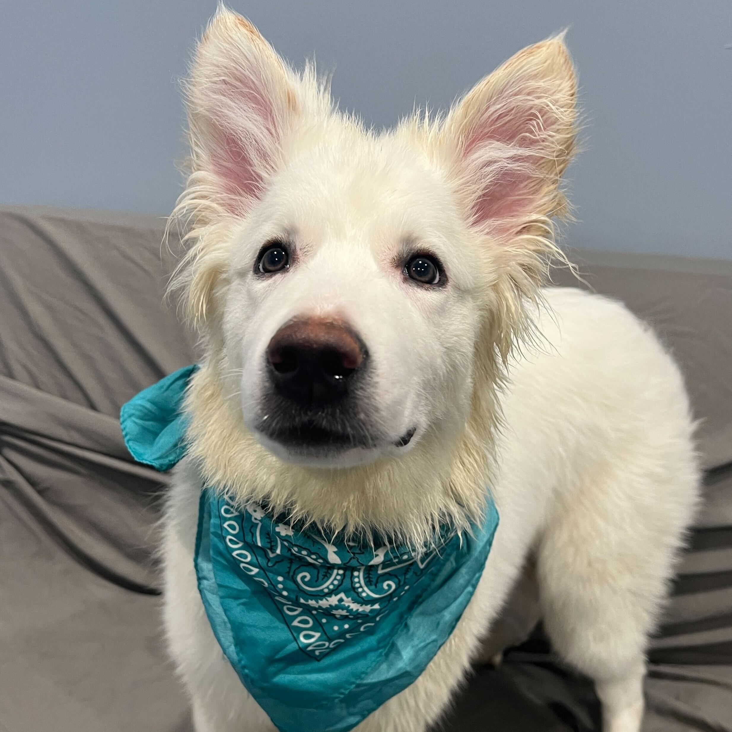 Enlarge Stocking, an adoptable Mixed Breed in Canal Winchester, OH image 2/3