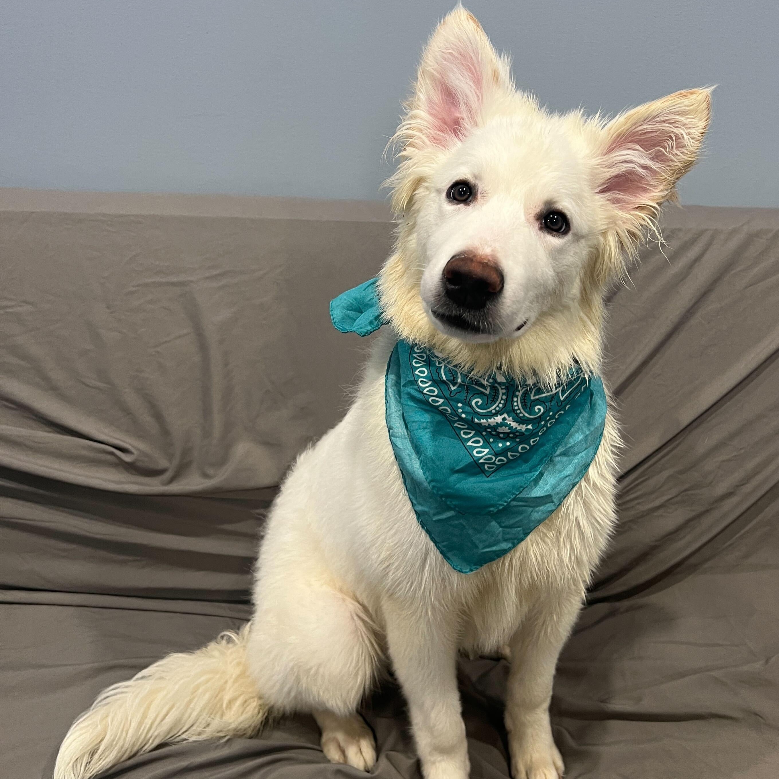 Stocking, adoptable, Young Male Mixed Breed.