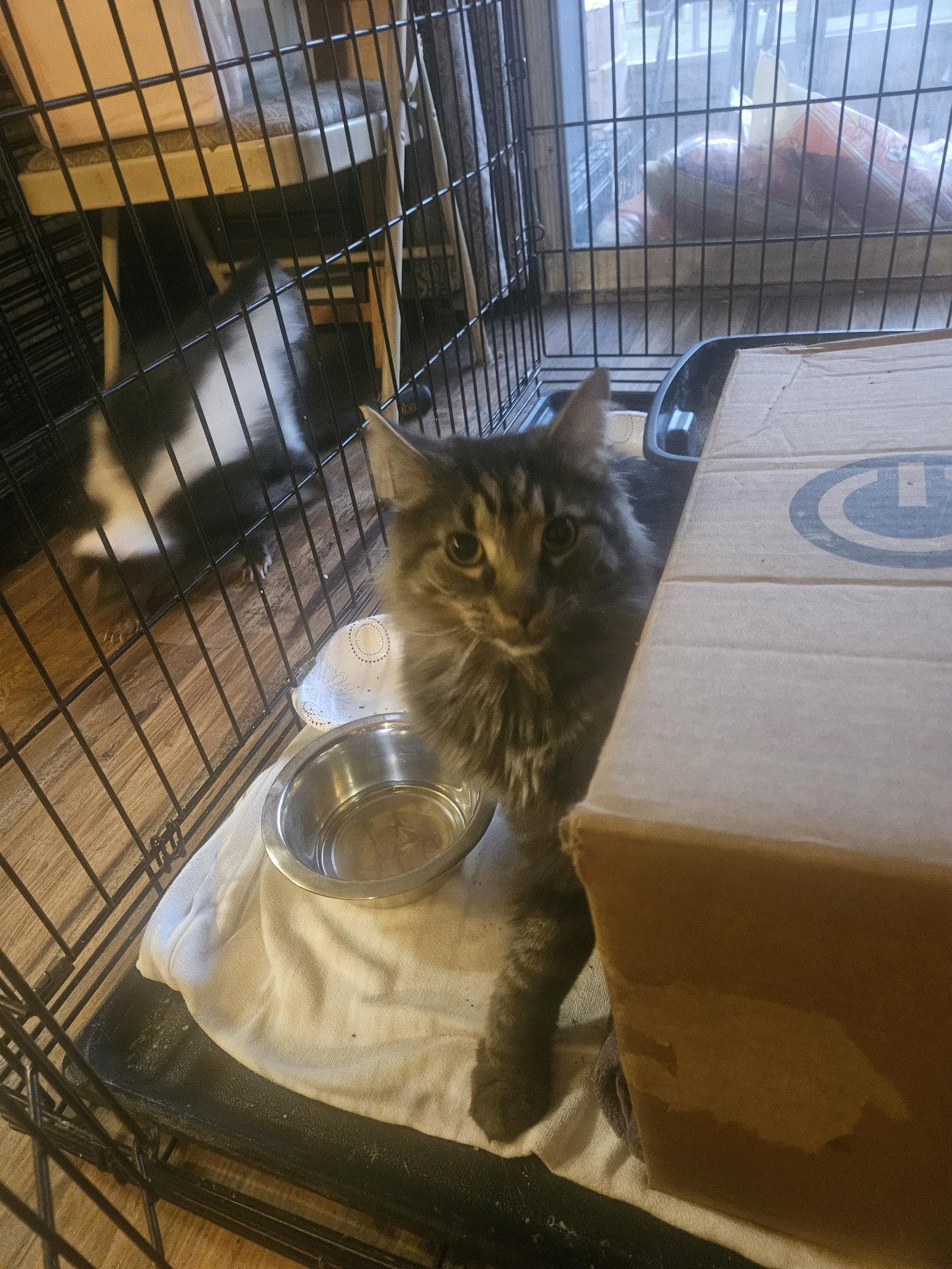 Dimples, Adoptable, Adult Male Domestic Long Hair.
