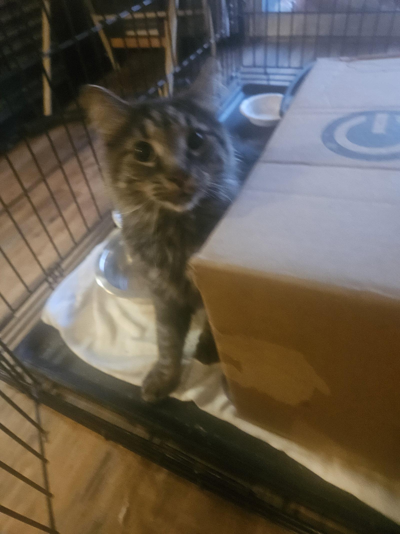 Dimples, a Adoptable Domestic Long Hair in Absecon, NJ image 3/3