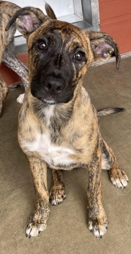 Rocky Road, adopted, Puppy Female Terrier.