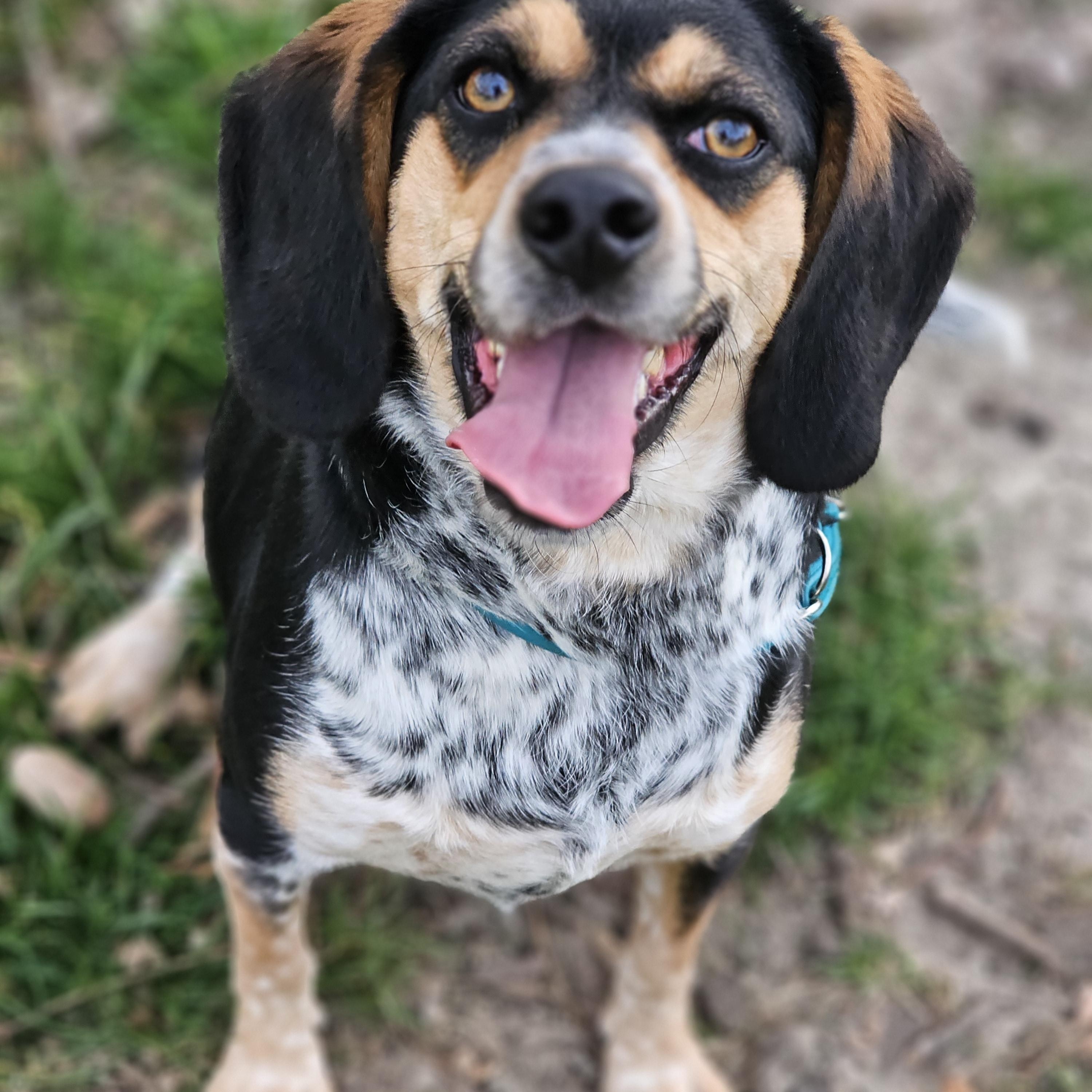 Remmy so il, Adoptable, Adult Female Beagle.